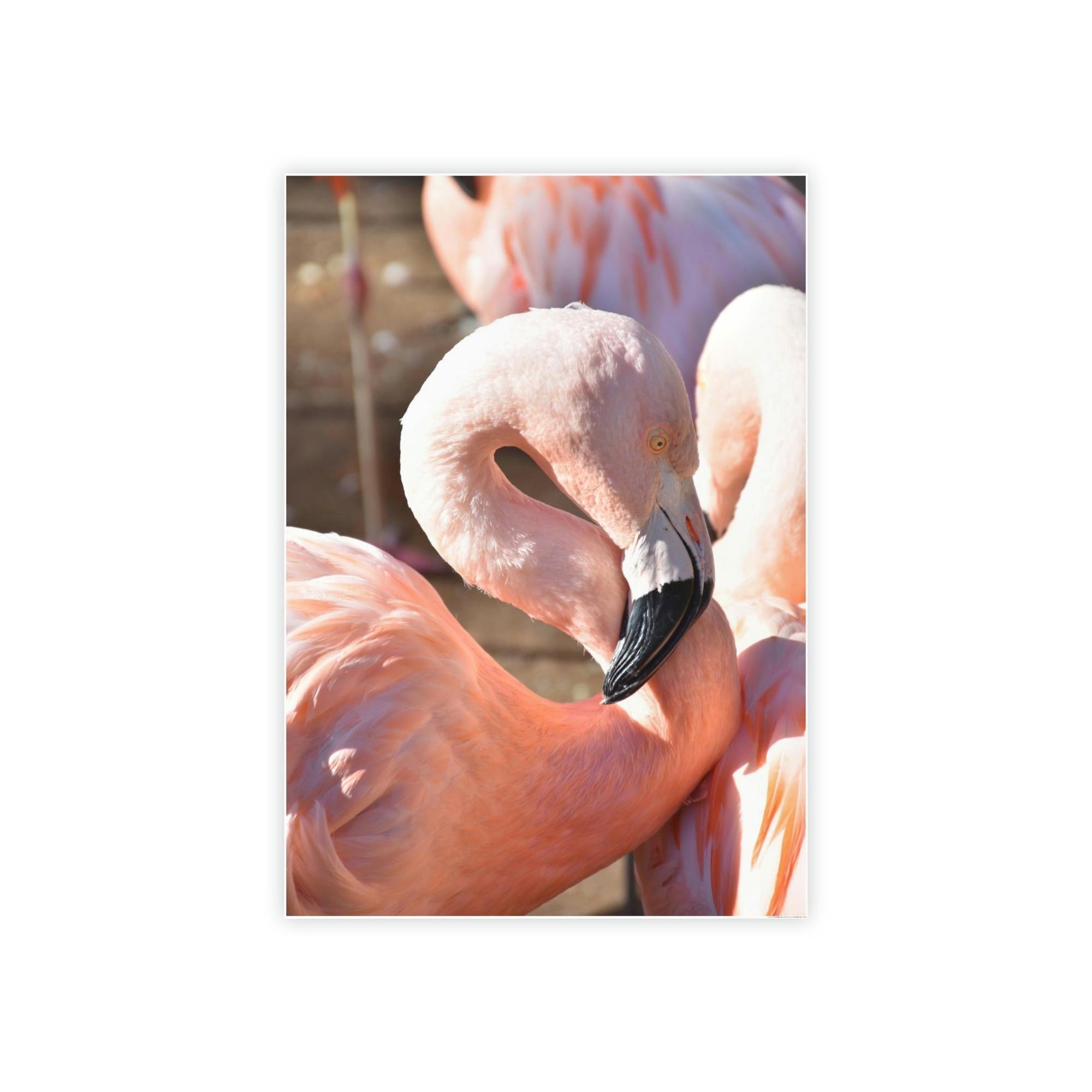 Flamingos Flamingo Reflections: A Canvas of Stillness and Serenity