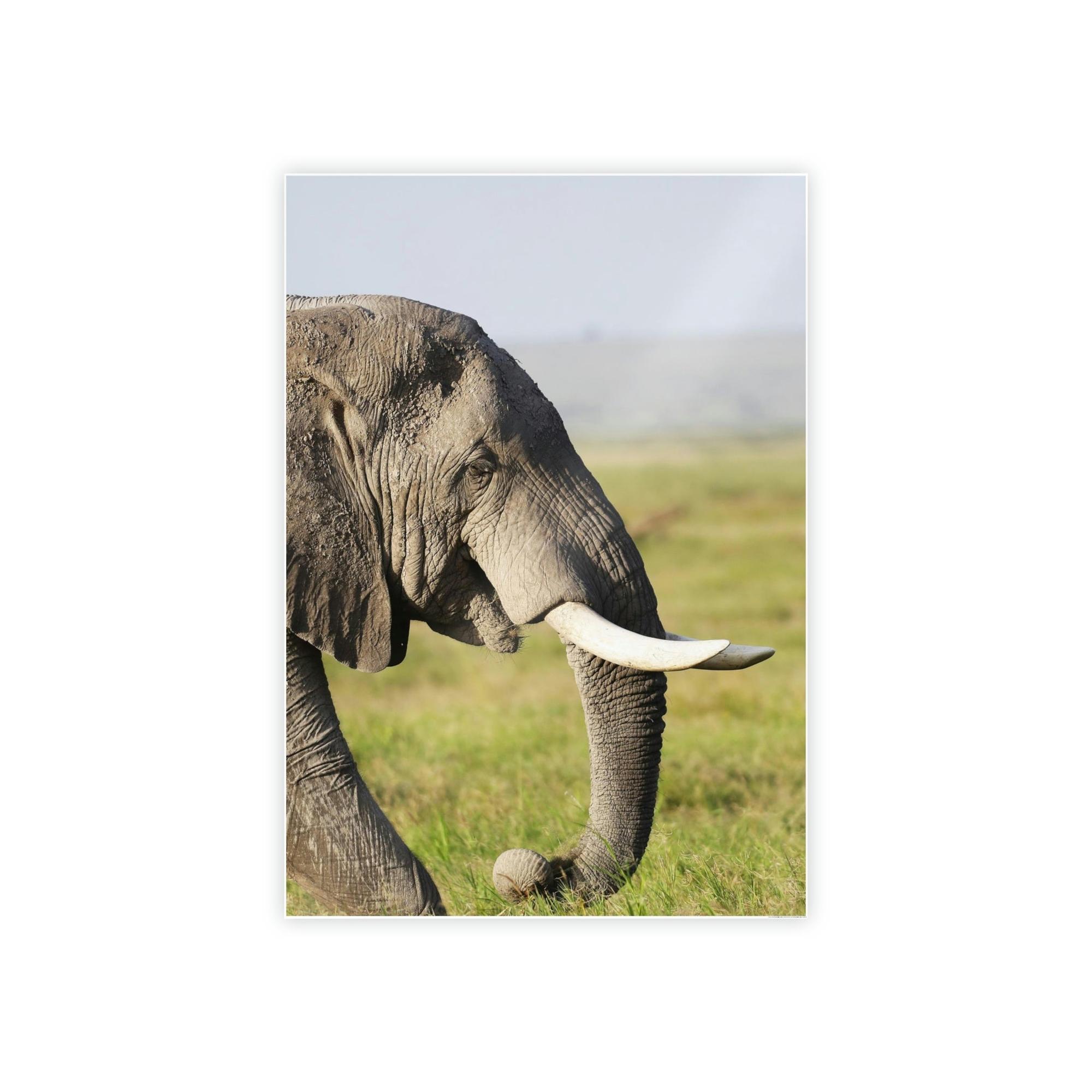 Safari A Walk on the Wild Side: An Up-Close Look at Africa's Most Magnificent Creatures