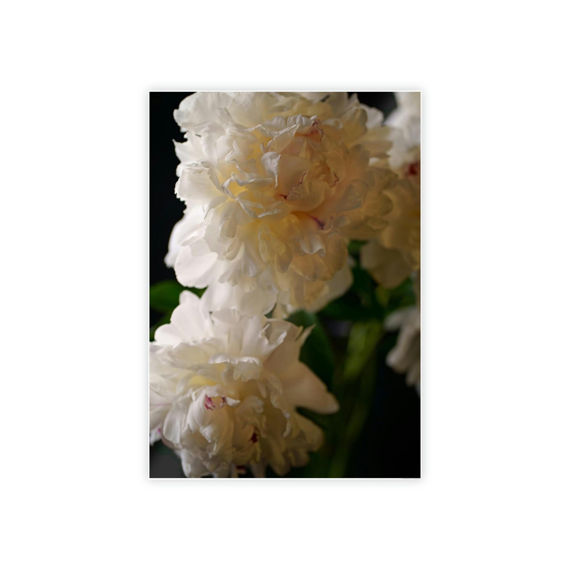 Peonies Dazzling Display: A Peony Extravaganza