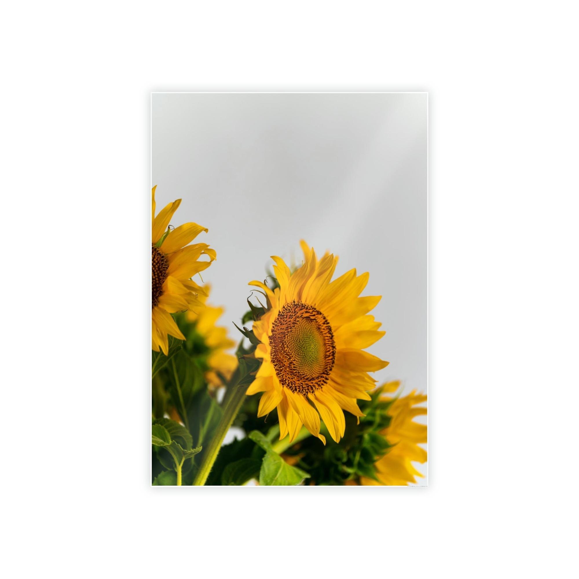 Sunflowers Sunny Delight: A Blissful and Cheerful Glimpse into the Beauty of Sunflowers