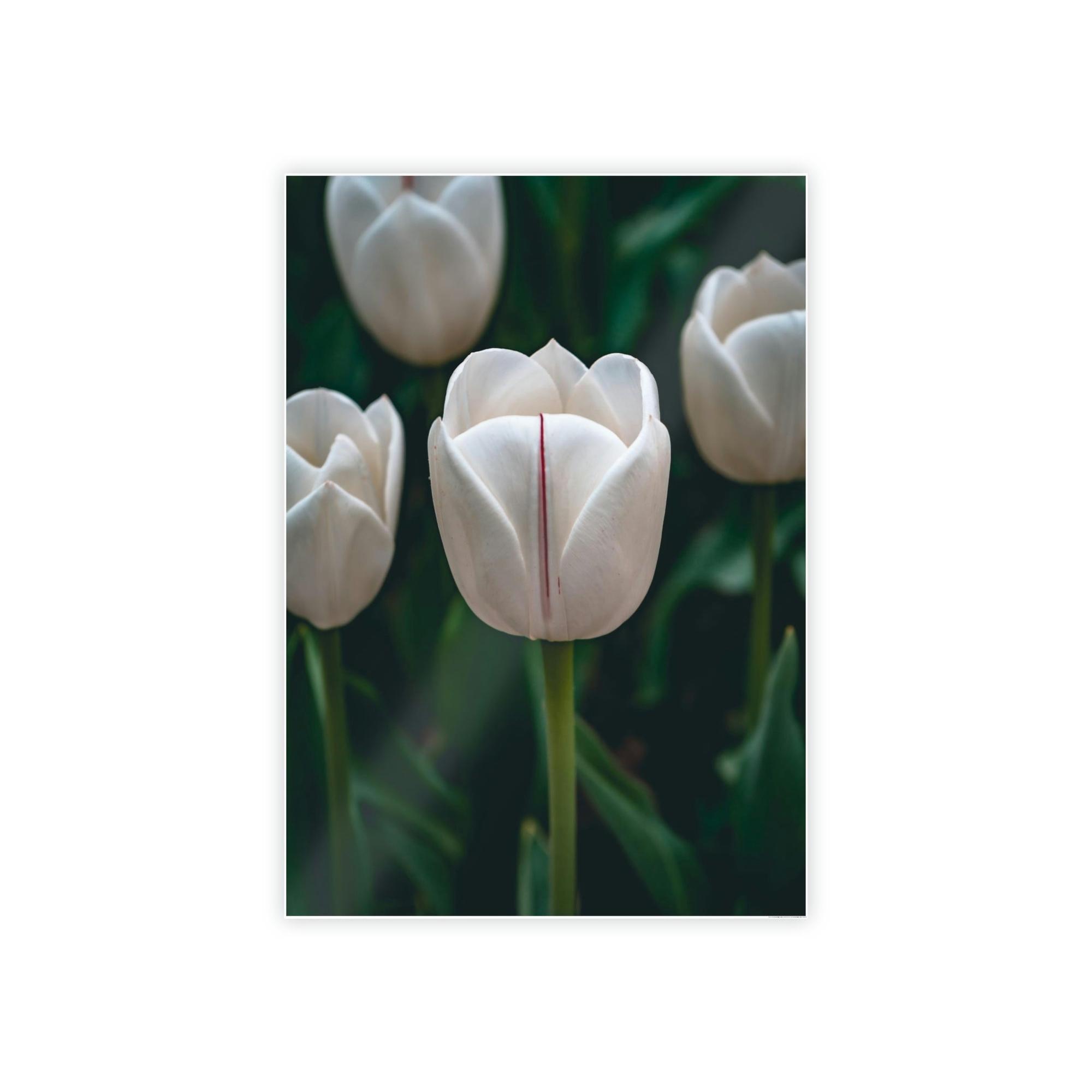 Tulips Blooming Tulips: A Springtime Bouquet