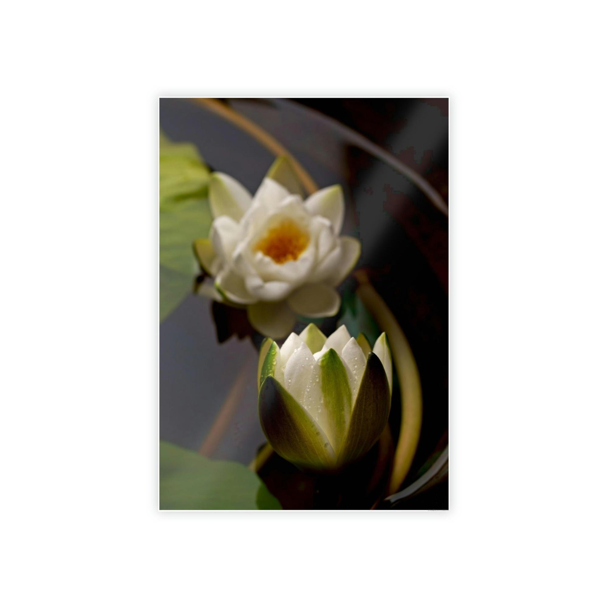 Lotuses Lotus Garden: Elegant Framed Poster and Print on Canvas