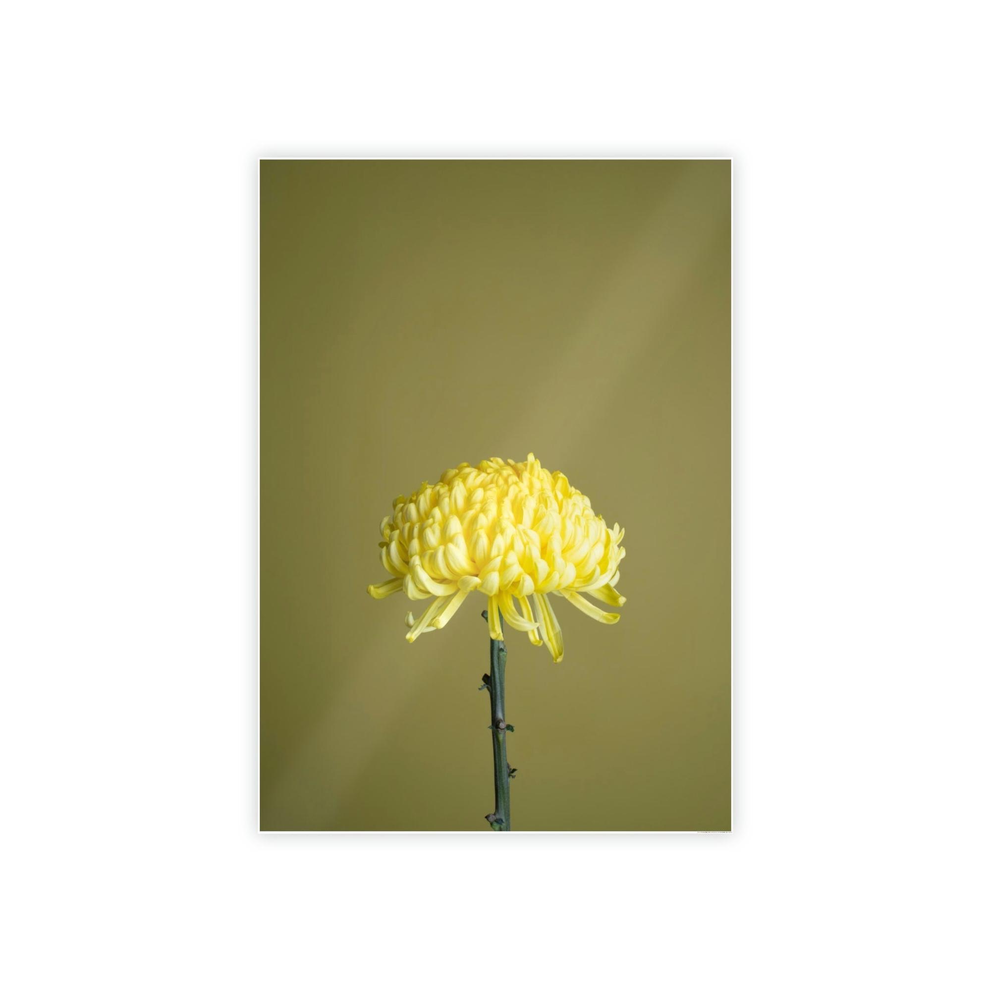 Chrysanthemums Chrysanthemum Elegance: Striking Wall Art on Framed Canvas