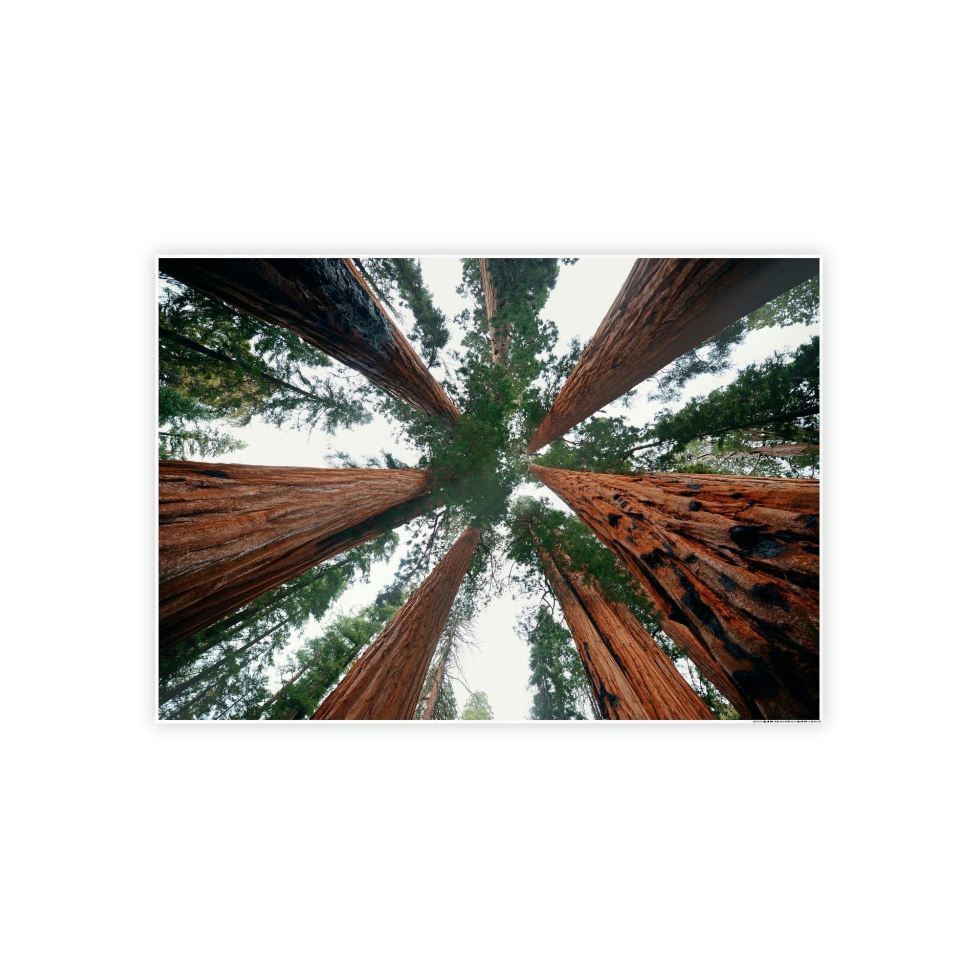 Nebulae Majestic Giants: Redwood Trees