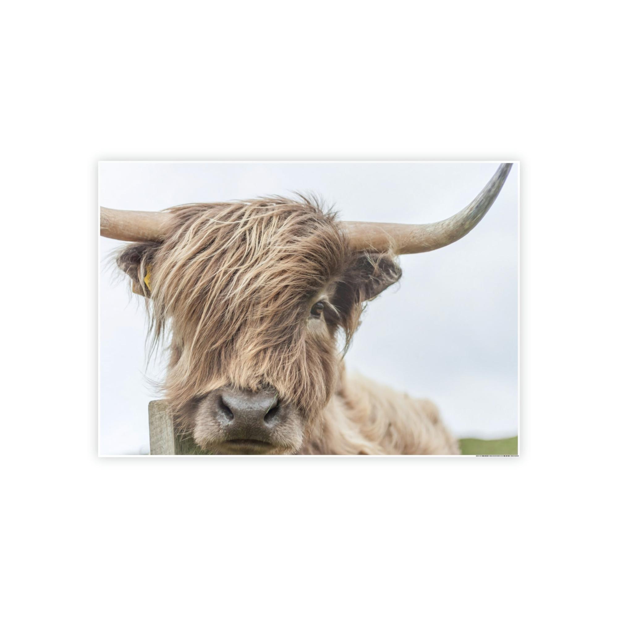 Highland Cow Wilderness Wonder: Wall Art on Canvas of a Majestic Highland Cow in the Wild