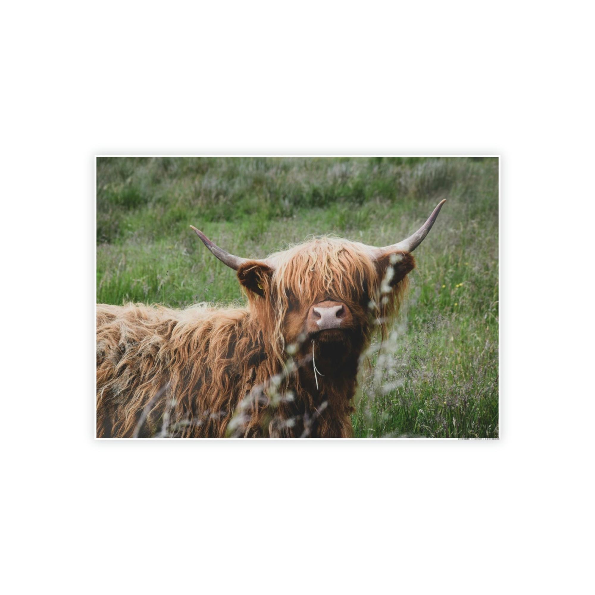 Highland Cow Highland Cow Calf: Adorable Wall Art on Natural Canvas