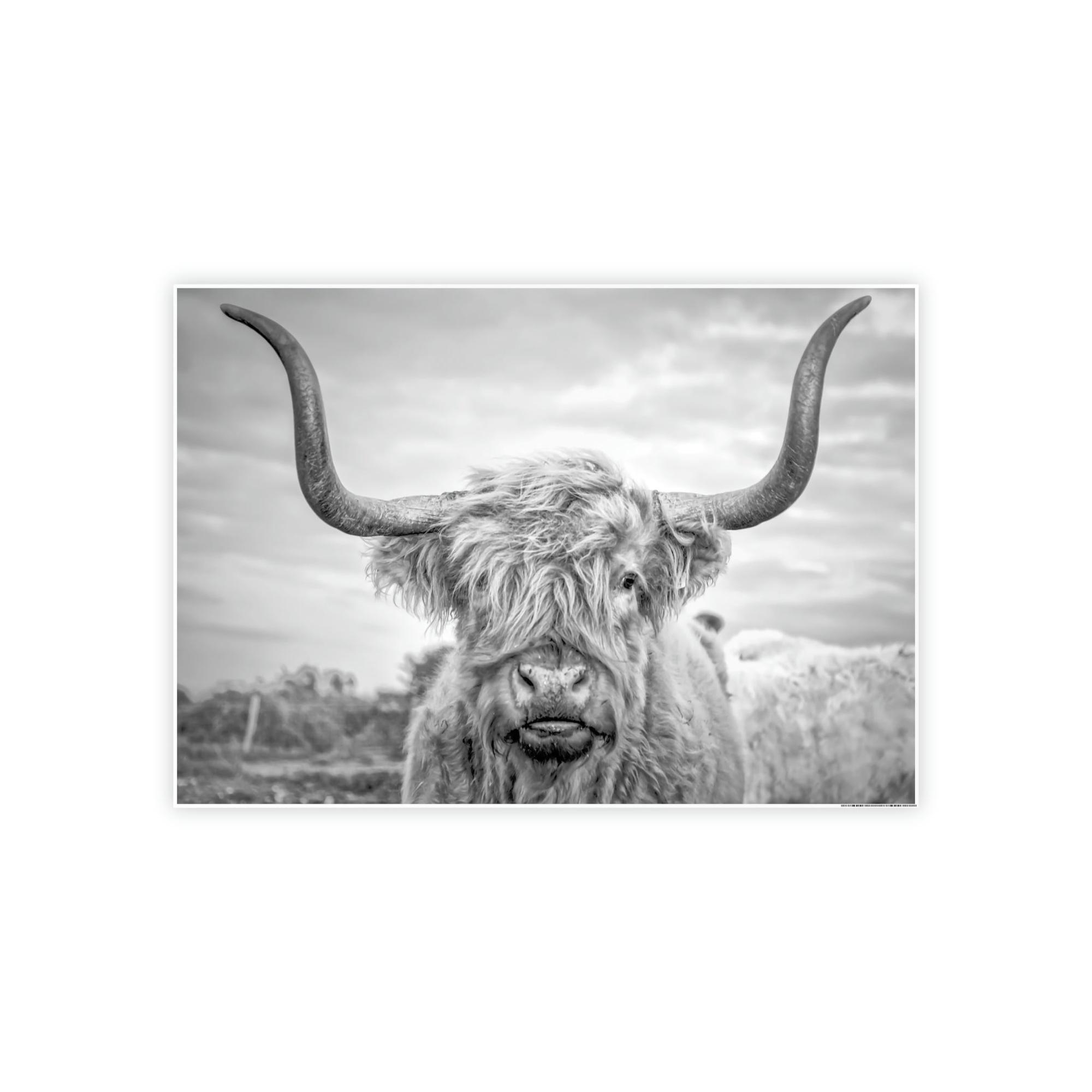 Highland Cow Highland Cow Canvas Print | Black-White Colors | Horned Cattle Wall Art — Pixoram