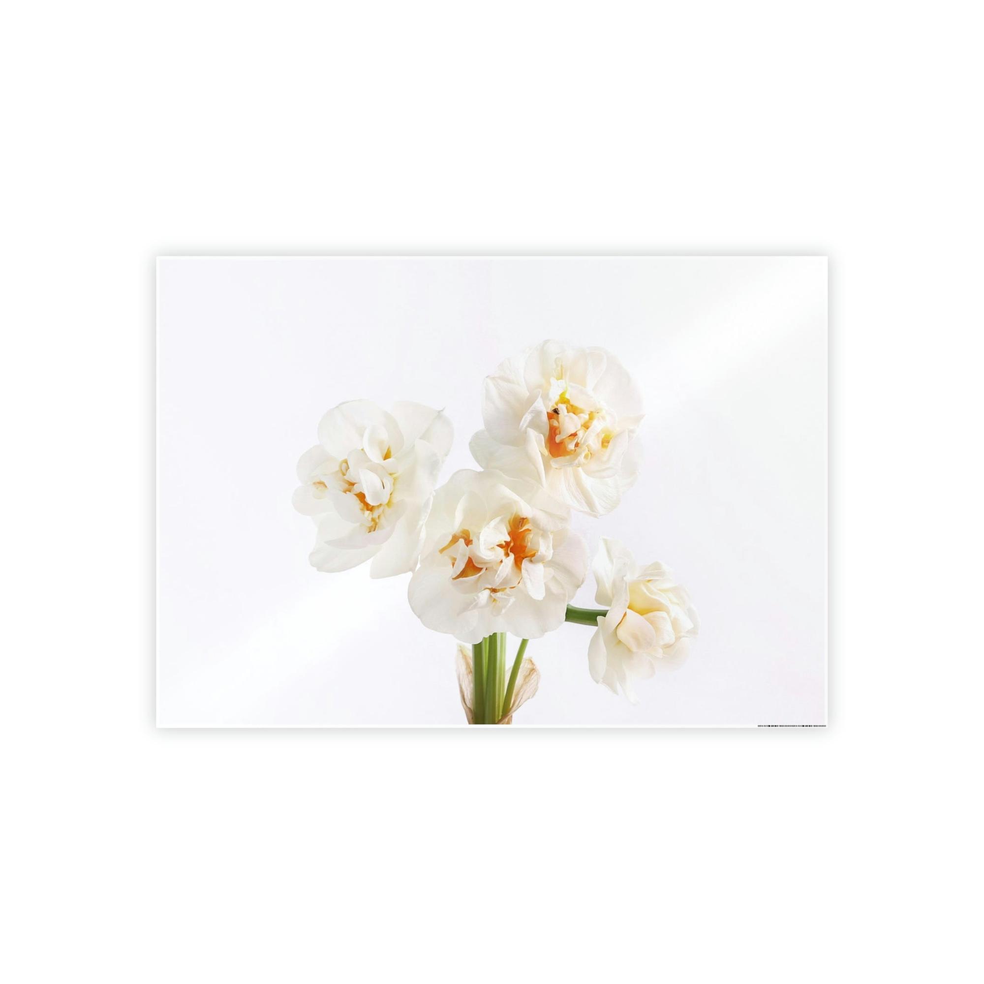 Daffodils Daffodil Harmony: A Peaceful Palette