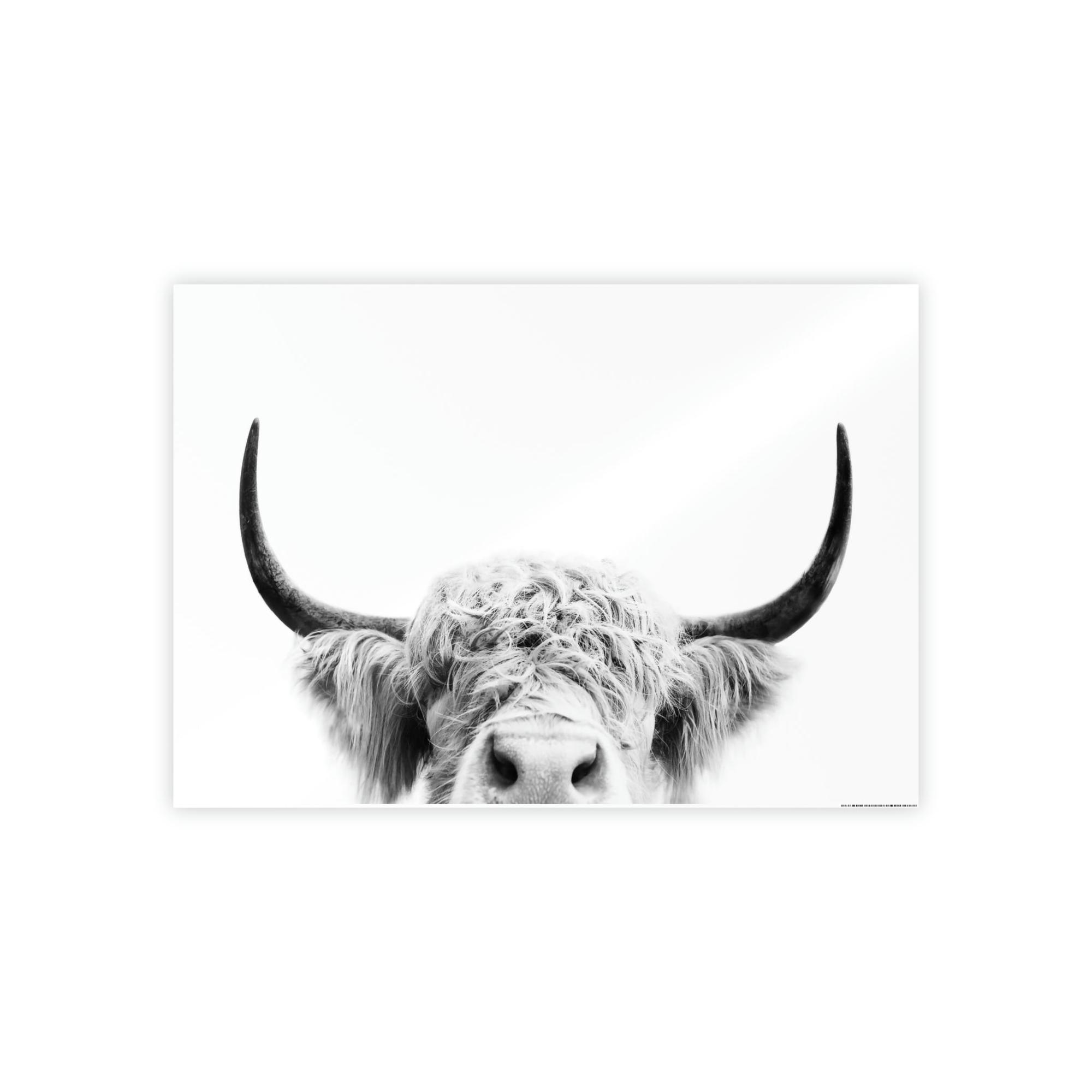 Highland Cow Highland Cow | Close-up of a Horned Cow | Wall Art — Pixoram