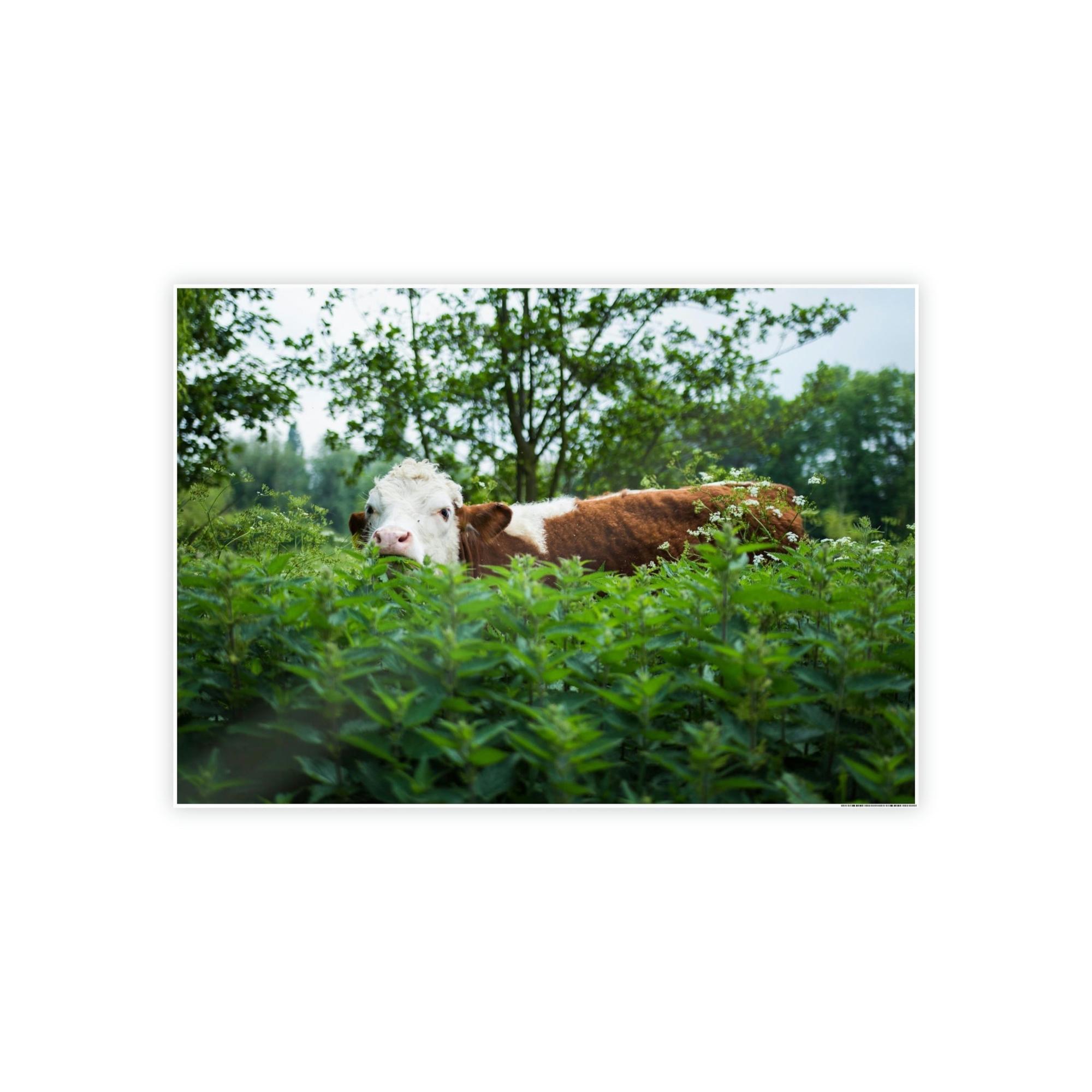 Cows The Art of Cow: Captivating Wall Art on Natural Canvas & Poster