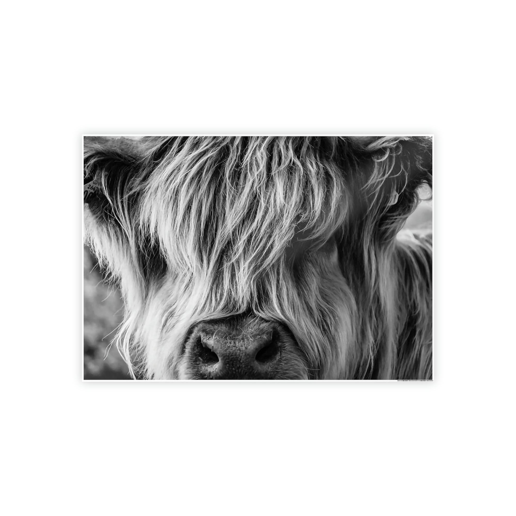 Highland Cow Highland Cow | Close-up View of Fluffy Buffalo on Canvas — Pixoram