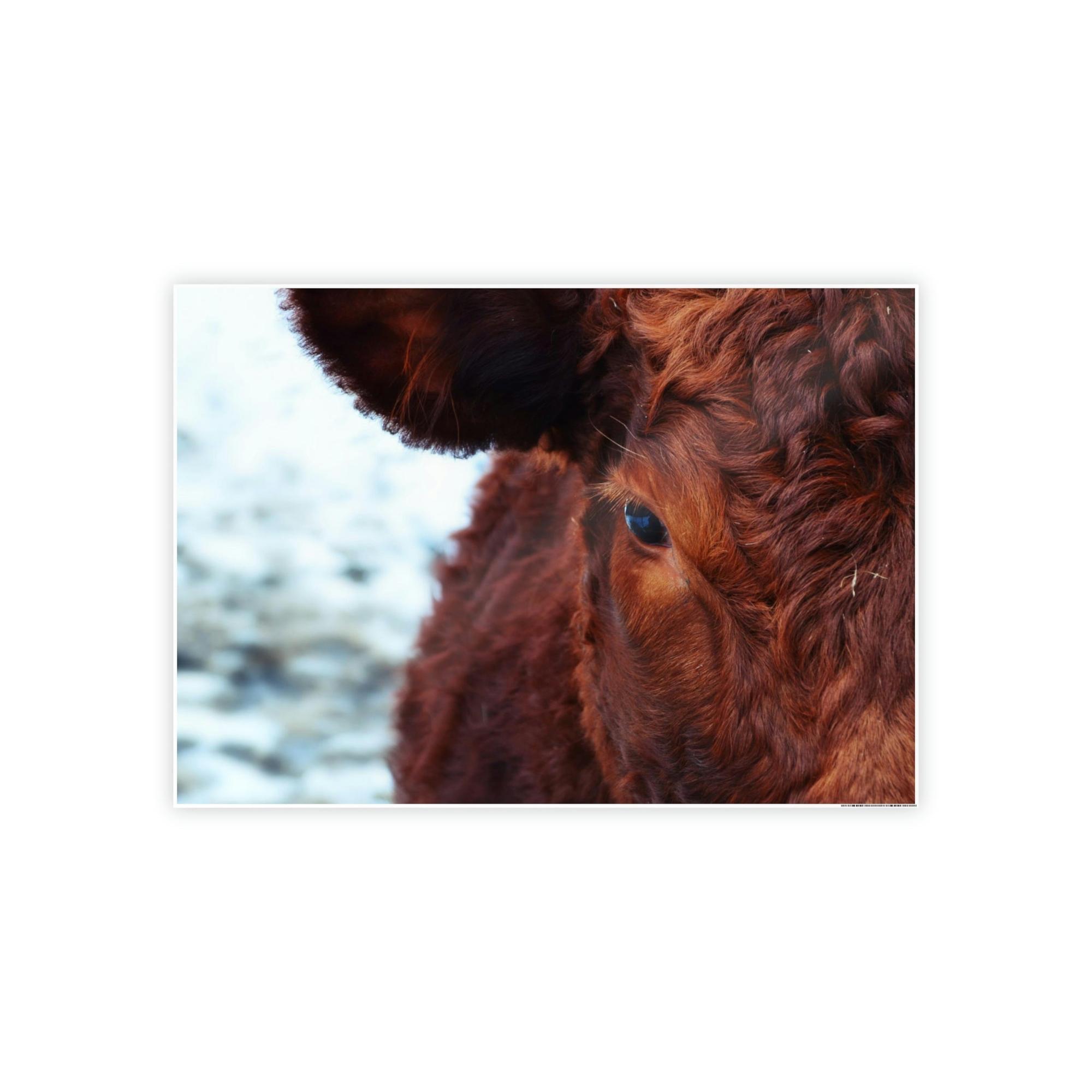 Highland Cow Nelore Cattle Brazil - Wall Art - Wall Art - Animal Canvas