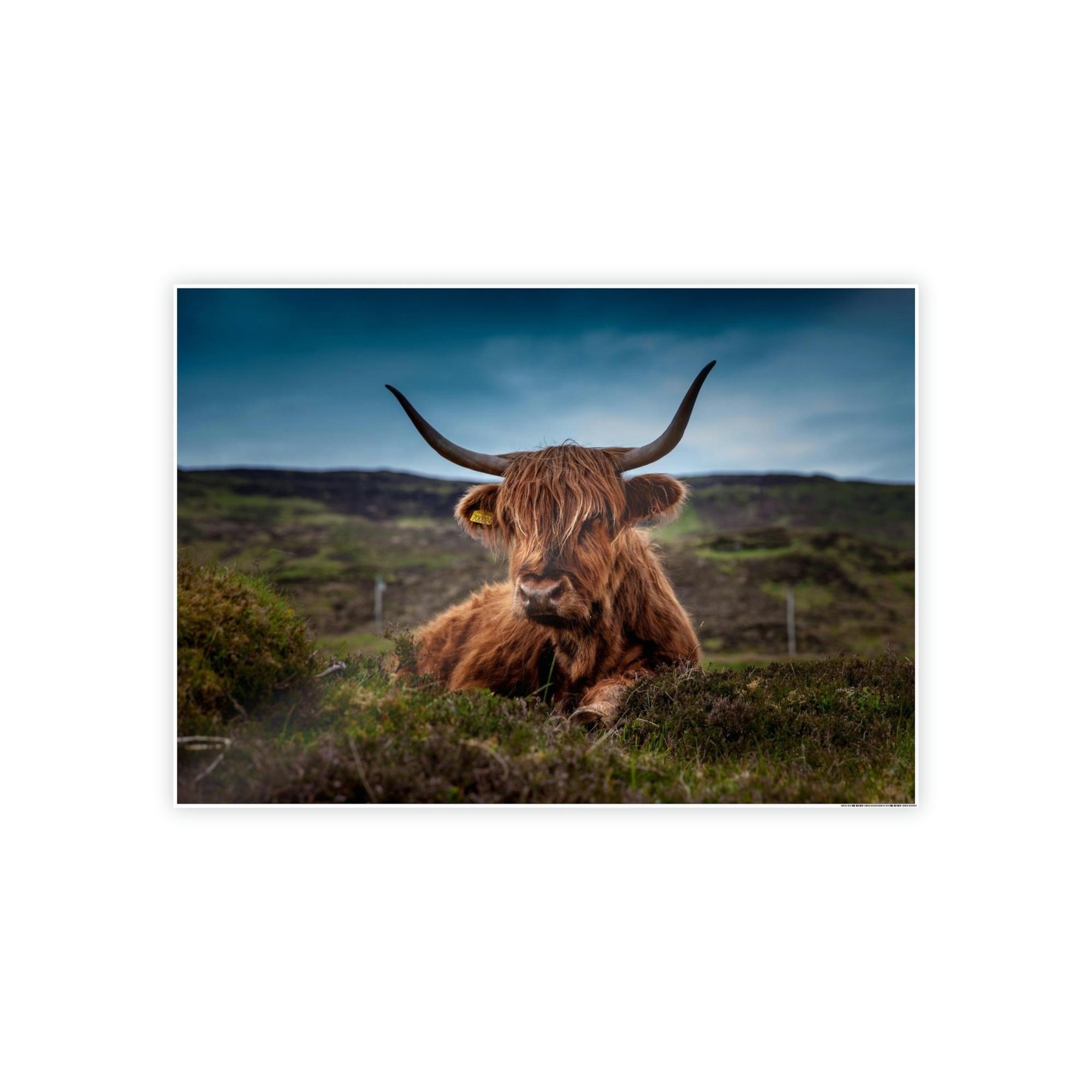 Highland Cow Scottish Longhorn Cattle - Canvas Art | Animals Art