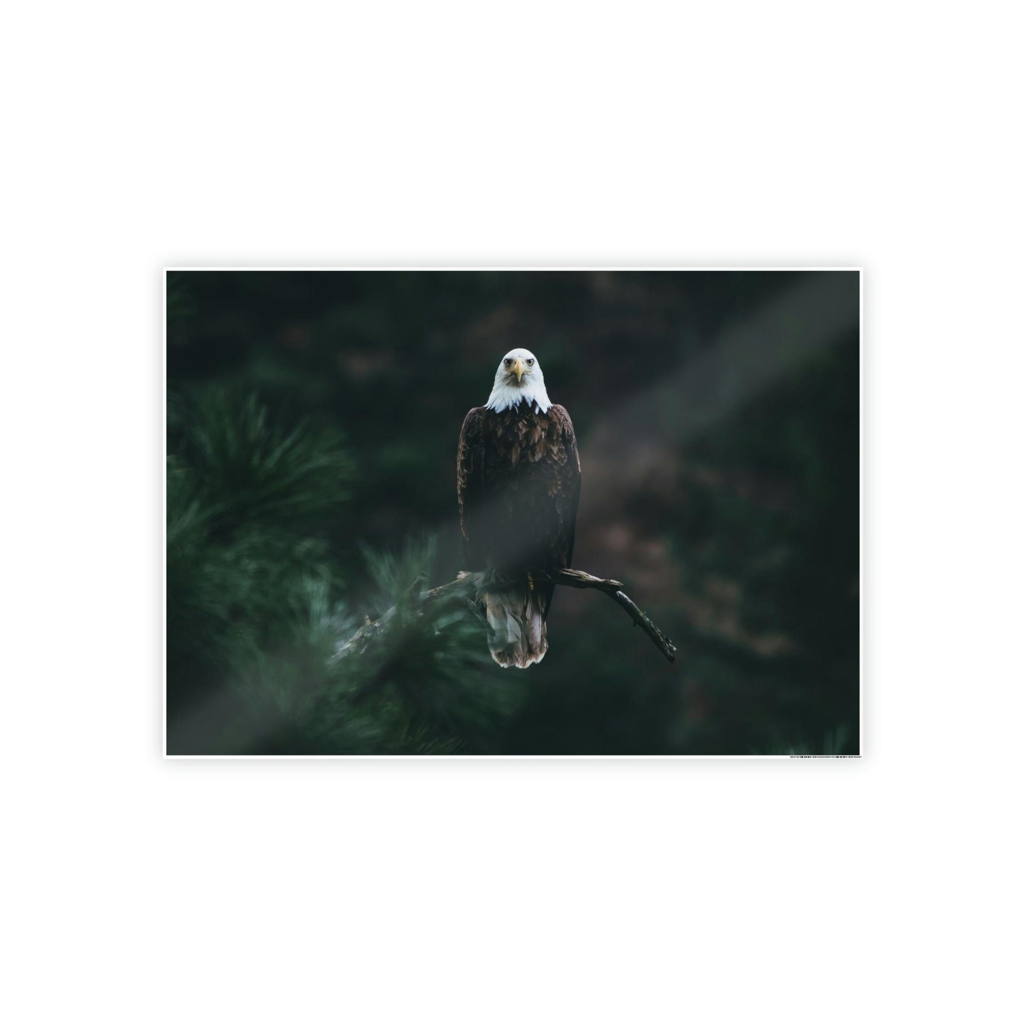 Eagles Eagle's Serenity: Canvas Print, Capturing their Tranquil and Regal Aura
