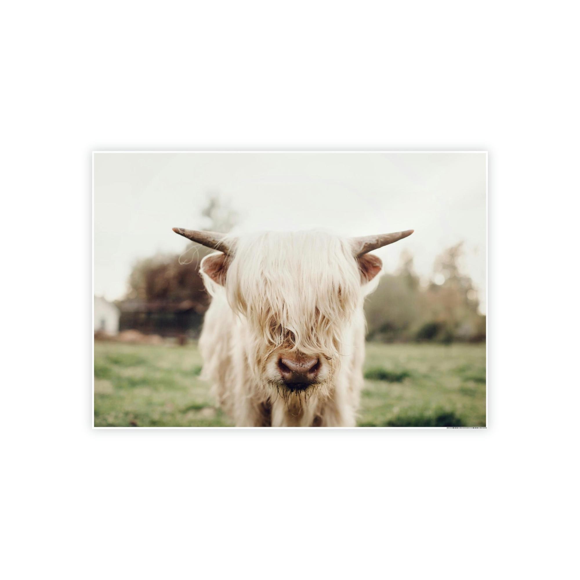 Highland Cow Highland Cow | Milky Color of Cow | Art Canvas — Pixoram