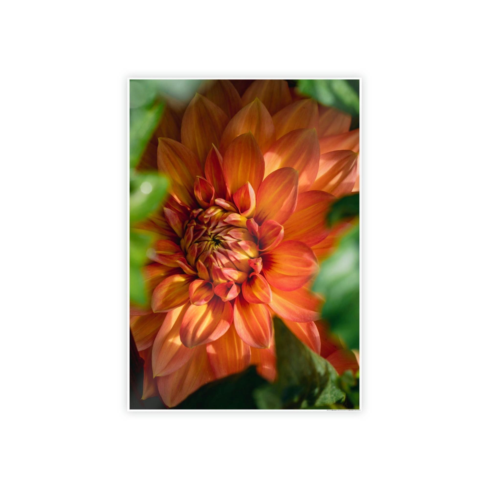 Dahlias The Majesty of Dahlias: A Wall Art Print of These Gorgeous Blooms