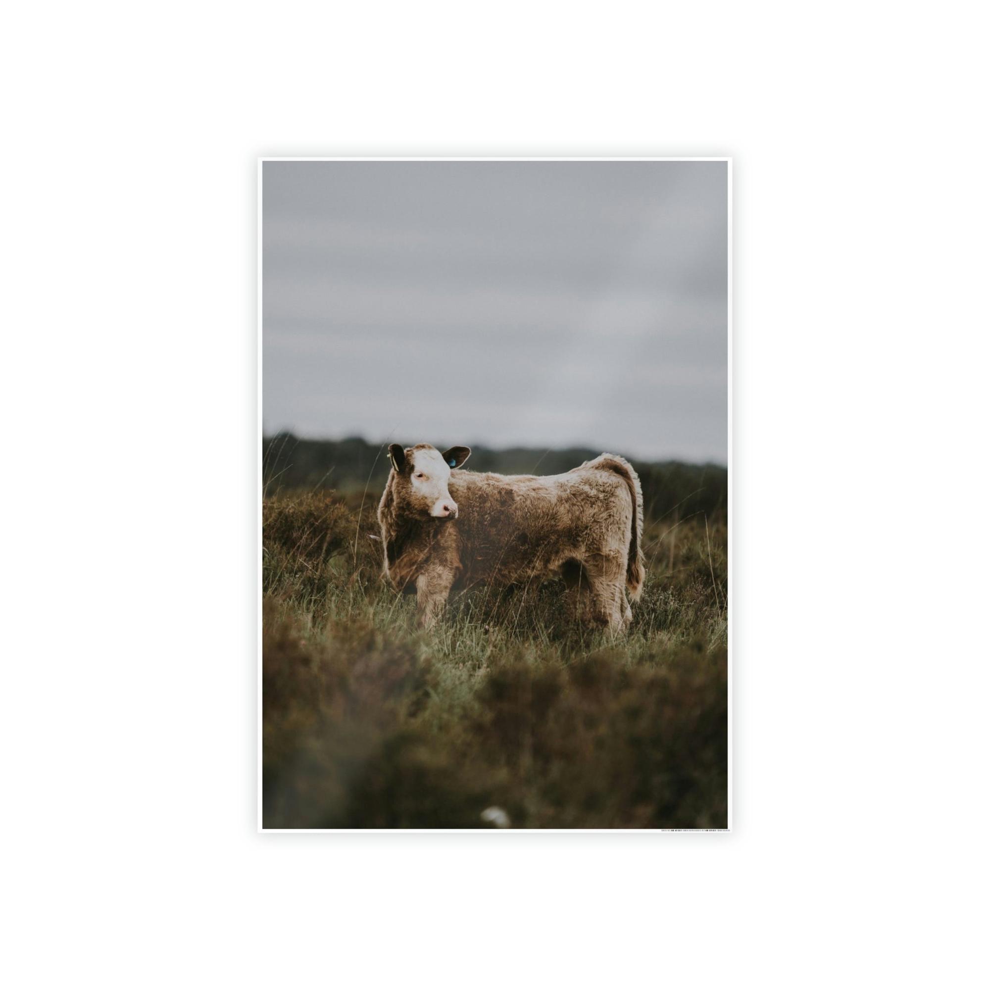 Cows Cow Portrait: Wall Art Poster & Canvas of a Beautiful Bovine