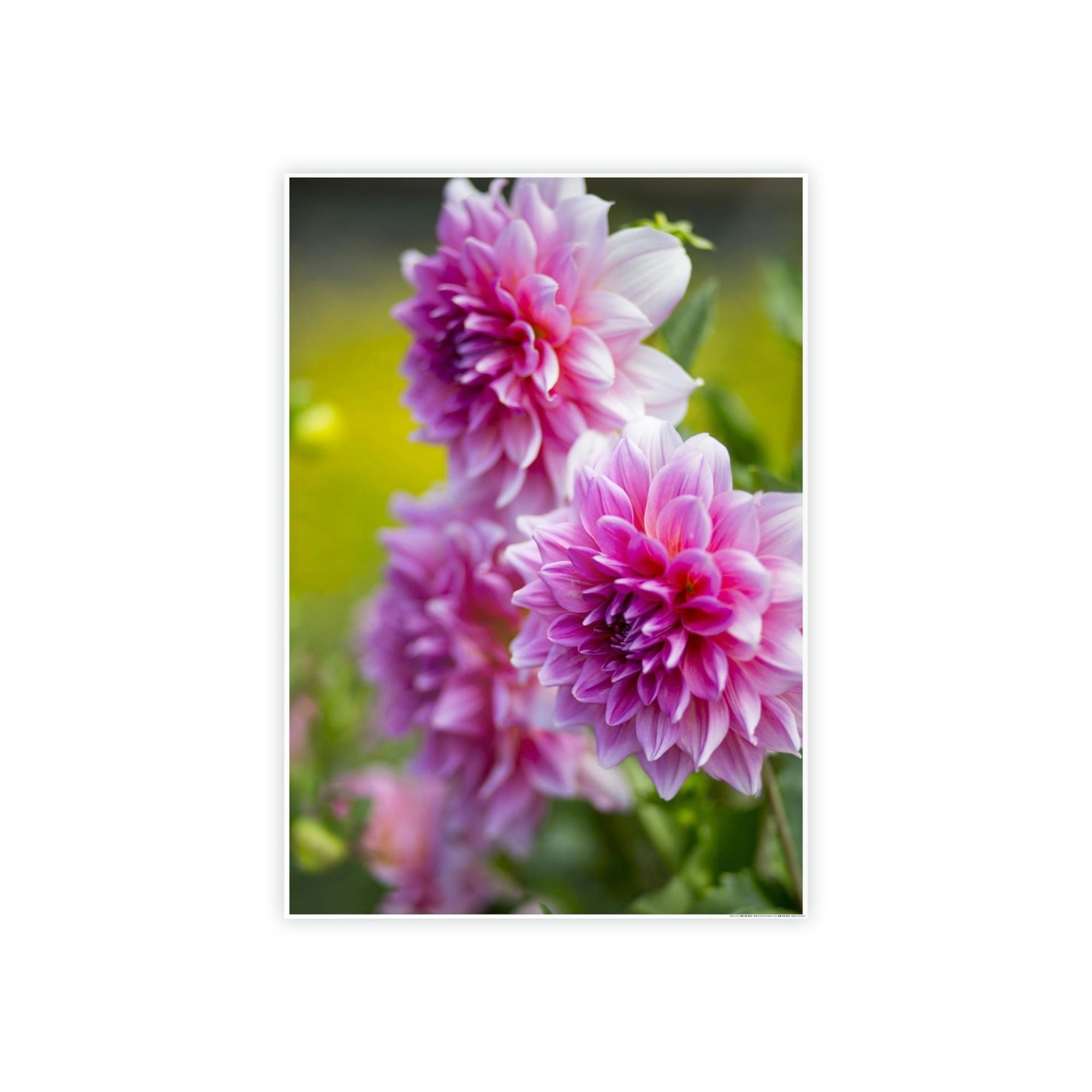 Dahlias Elegant Blooms: A Framed Canvas of Beautiful Dahlia Blossoms