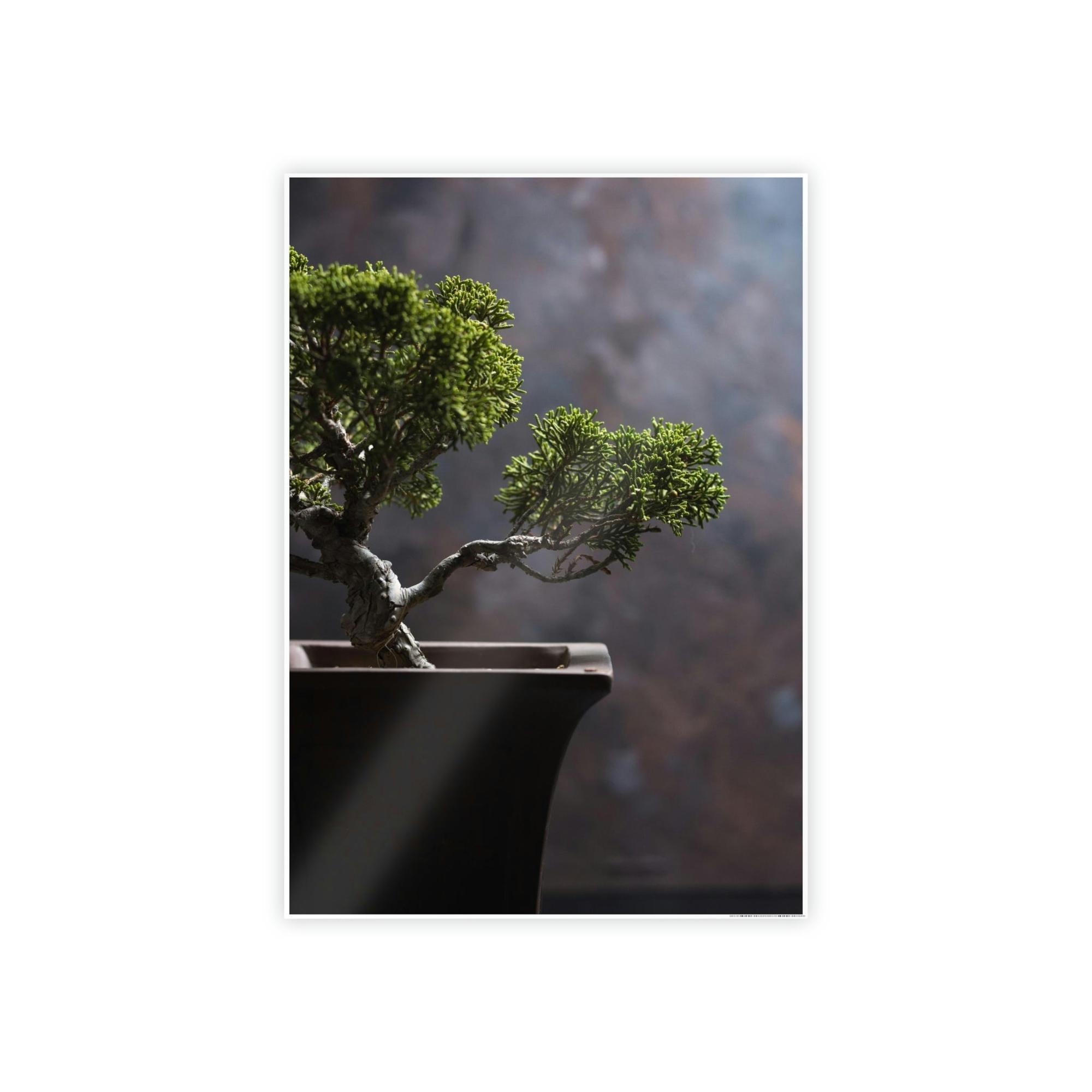 Bonsai Tree Bonsai Harmony: Framed Canvas and Print with Balanced Bonsai Tree Art
