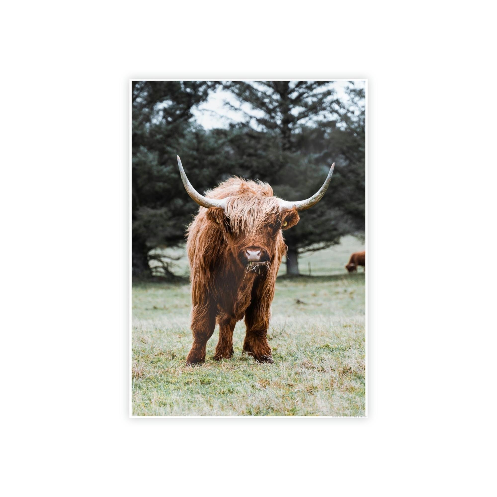Highland Cow Scottish Cattle Breeds - Wall Art  | Animals Art