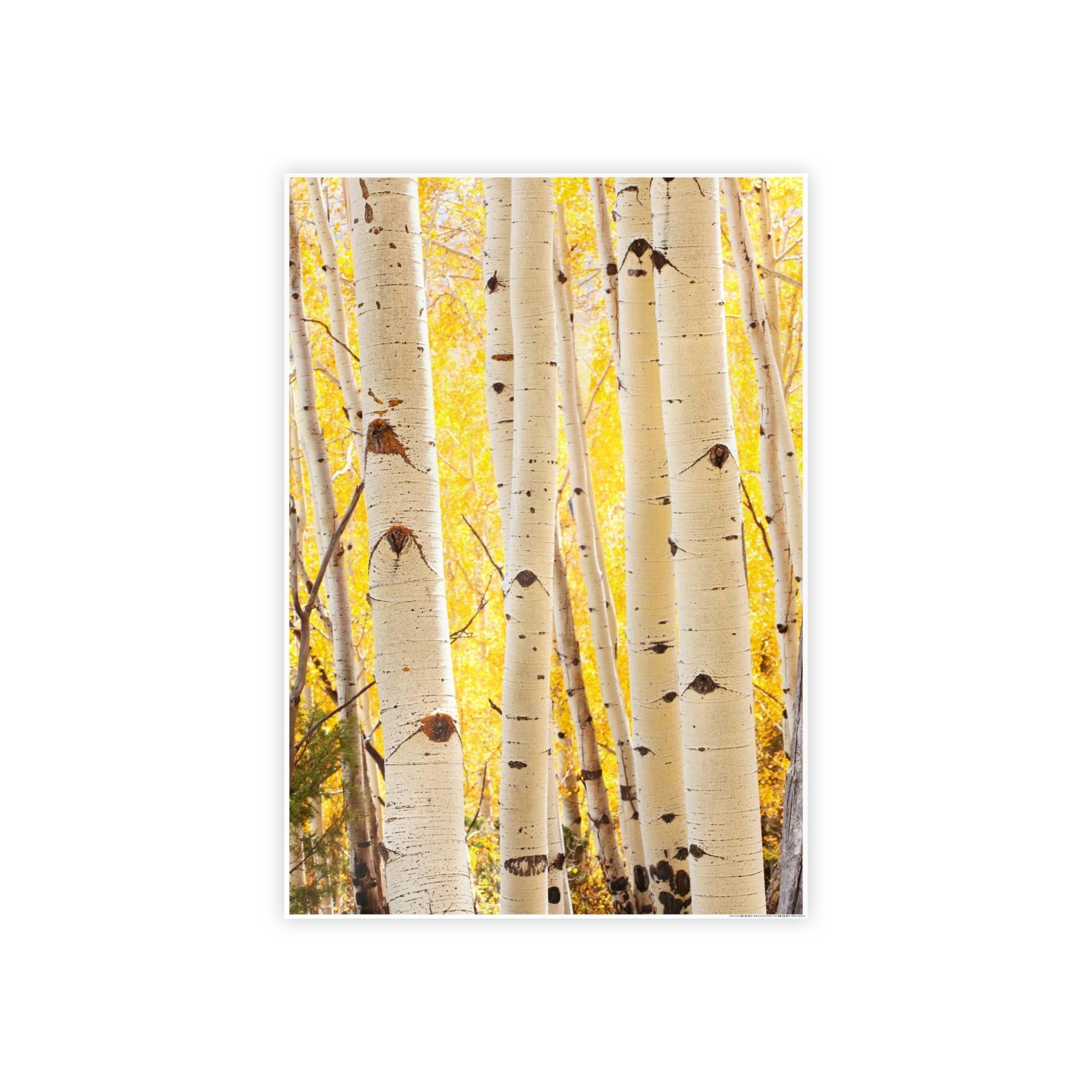 Birch Trees Birch Tree Calm: Colorful Print on Canvas of a Tranquil Forest