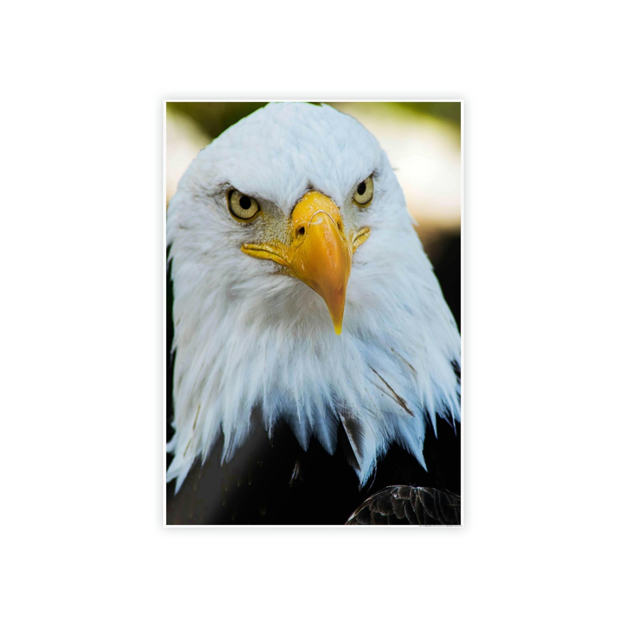 Eagles Eagle's Vigil: Canvas & Poster Enchanting with the Gaze of Majestic Birds