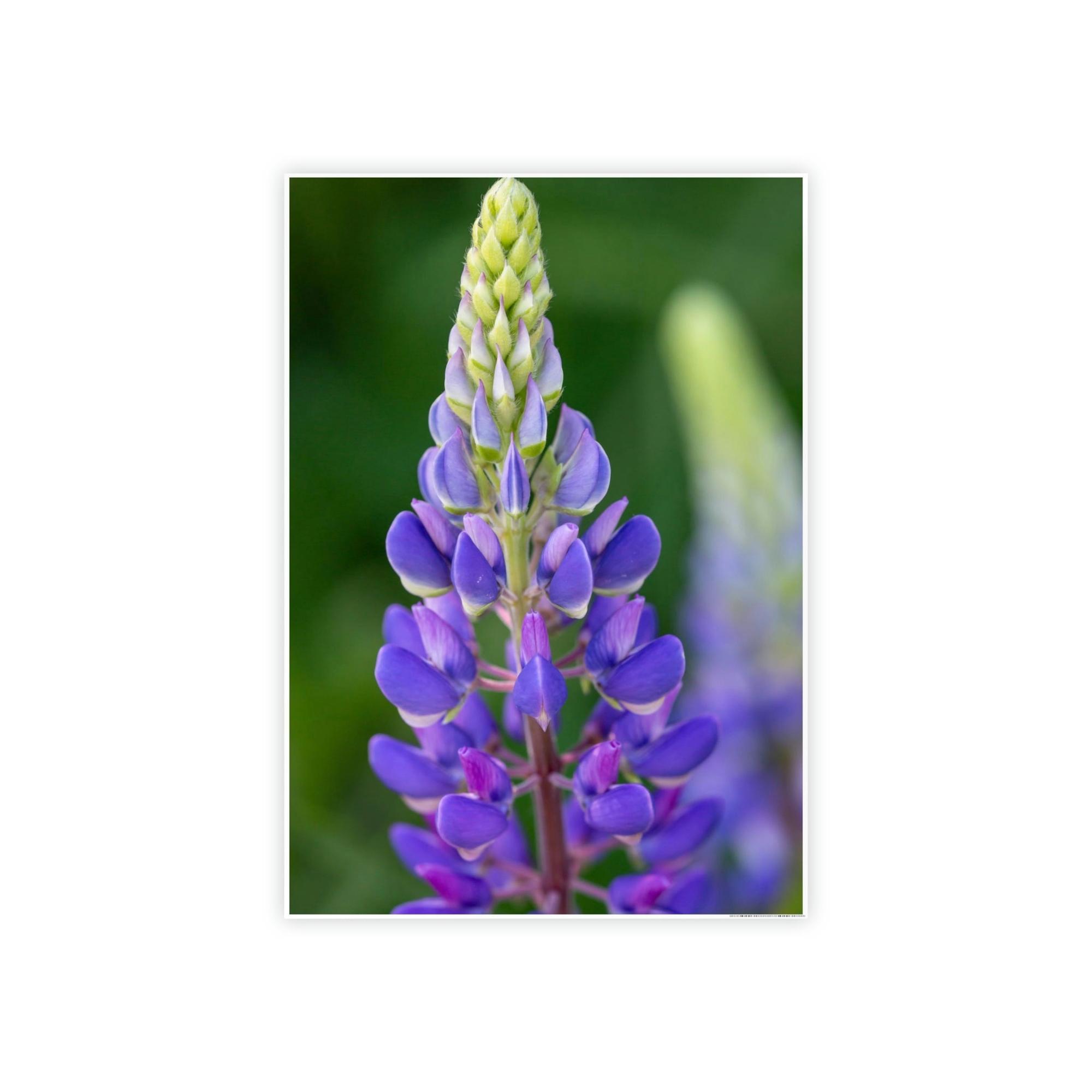 Bluebonnets Bluebonnet Garden: Framed Canvas and Print with Stunning Botanical Art
