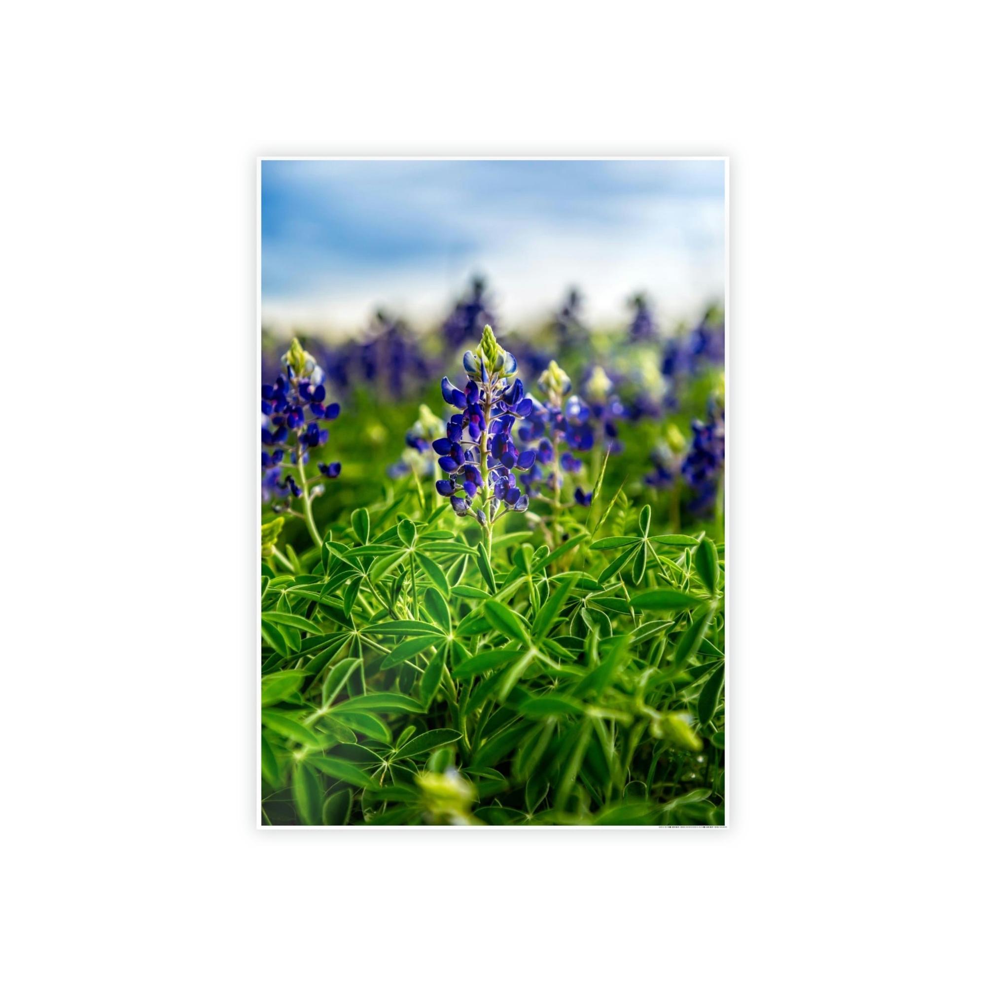 Bluebonnets Fields of Blue: Wall Art and Print on Canvas Showcasing Stunning Bluebonnets