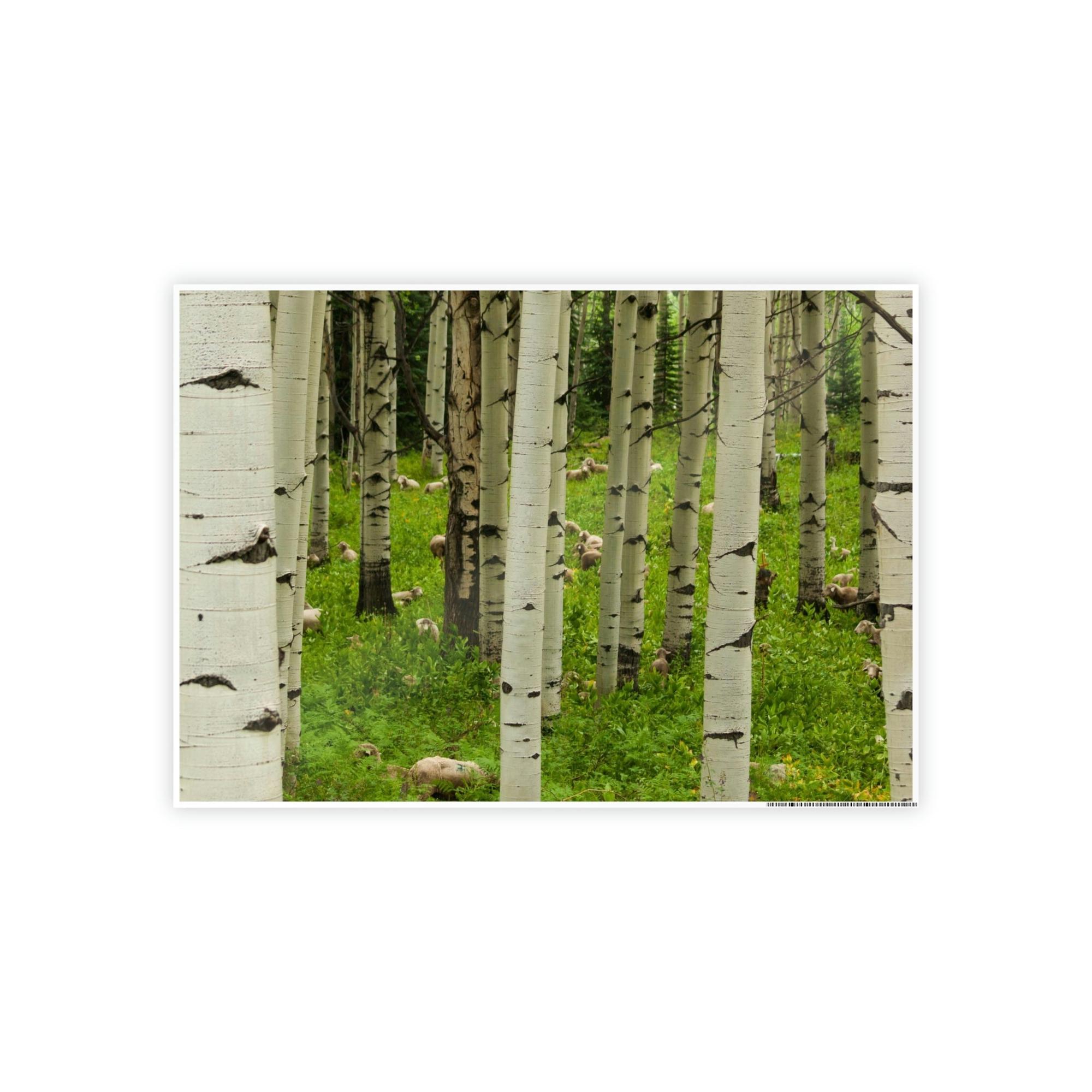 Birch Trees Silent Forest: Framed Poster of Birch Trees with a Tranquil Atmosphere