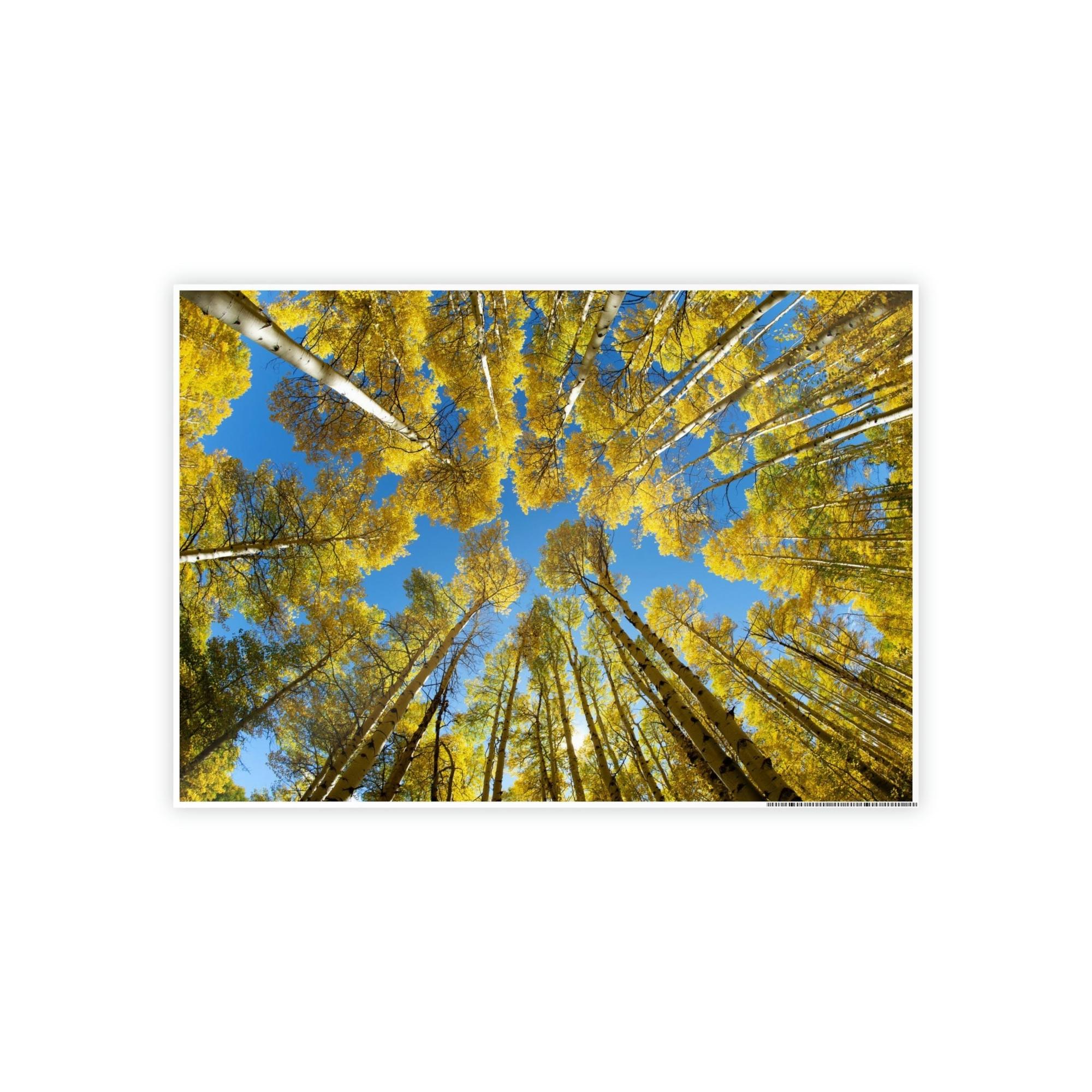 Birch Trees The Beauty of Nature: Rustic Framed Canvas Print of a Birch Tree Grove