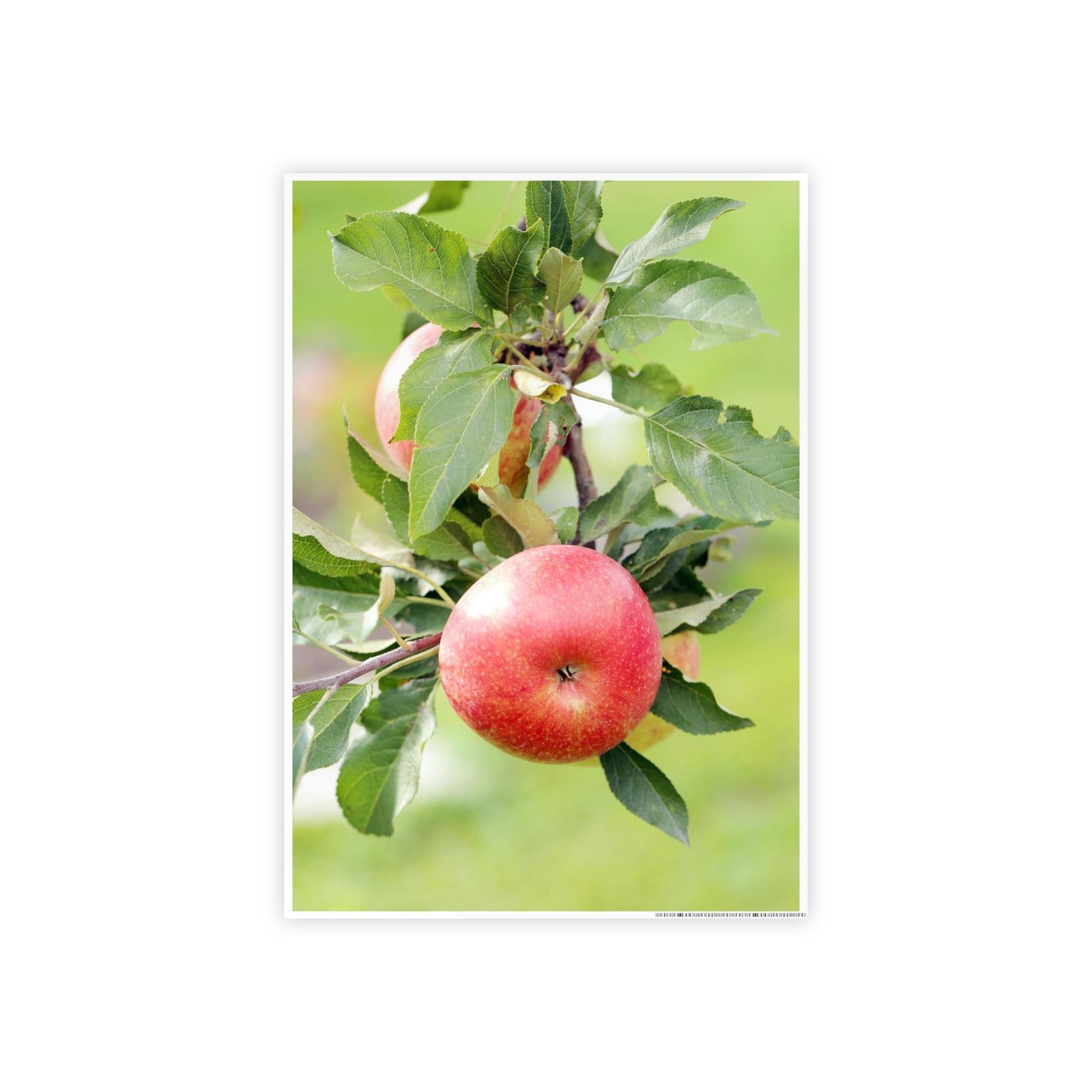 Apple Trees Harvest Time: Artistic Print on Canvas of Apple Trees in Autumn