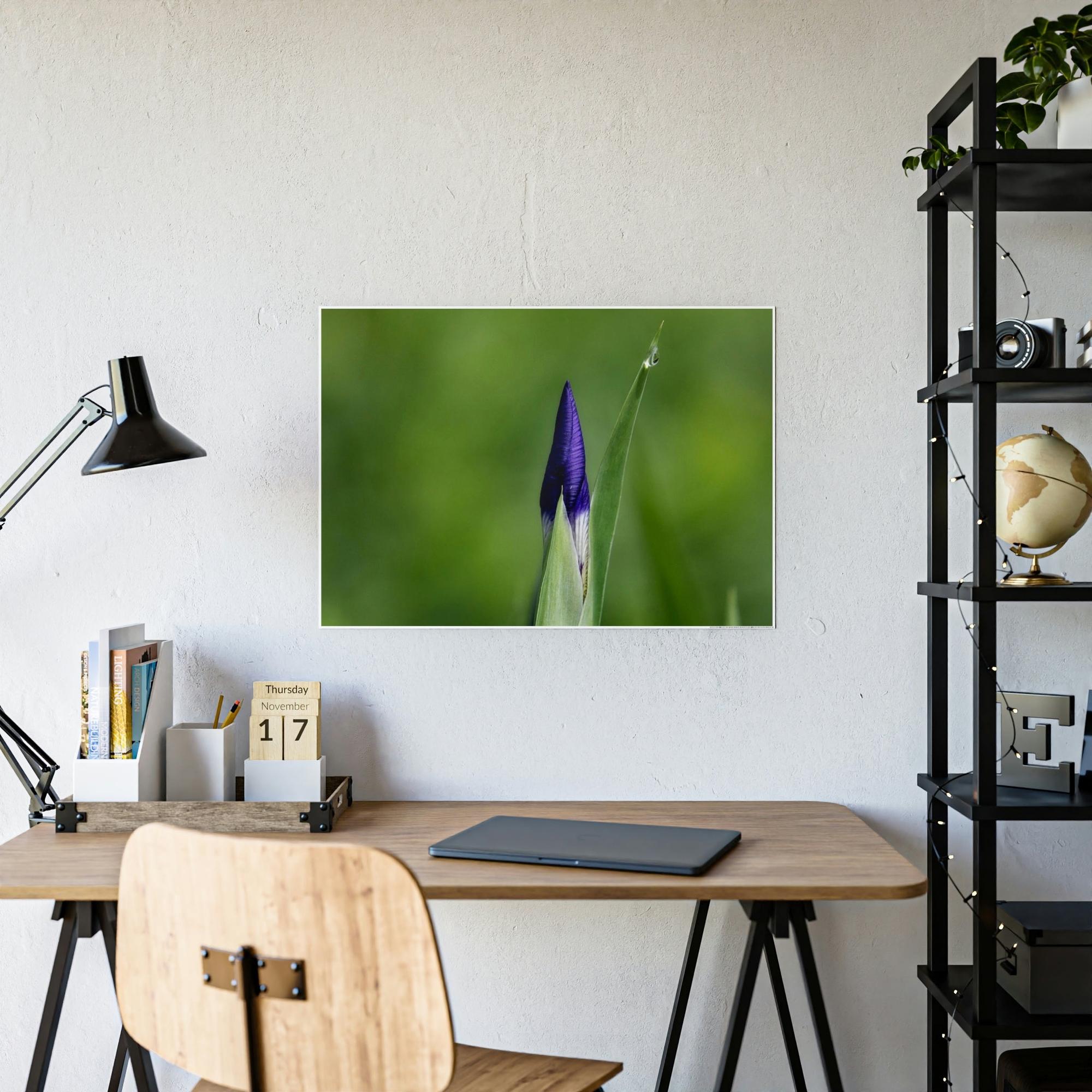 Irises Irise in Bloom: A Canvas of Melodic Petals and Fragrances