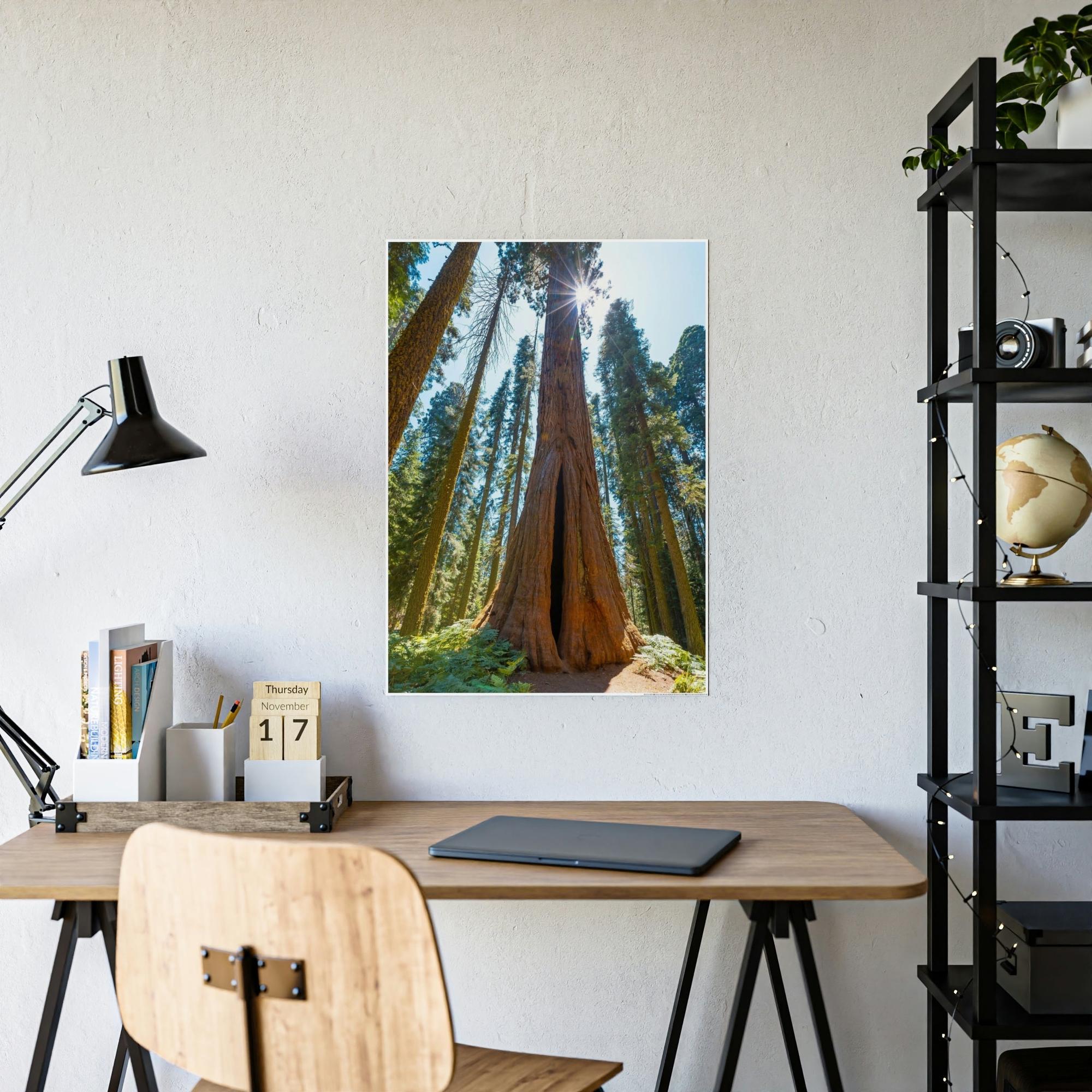Redwood Trees Whispers from the Forest: Redwood Trees