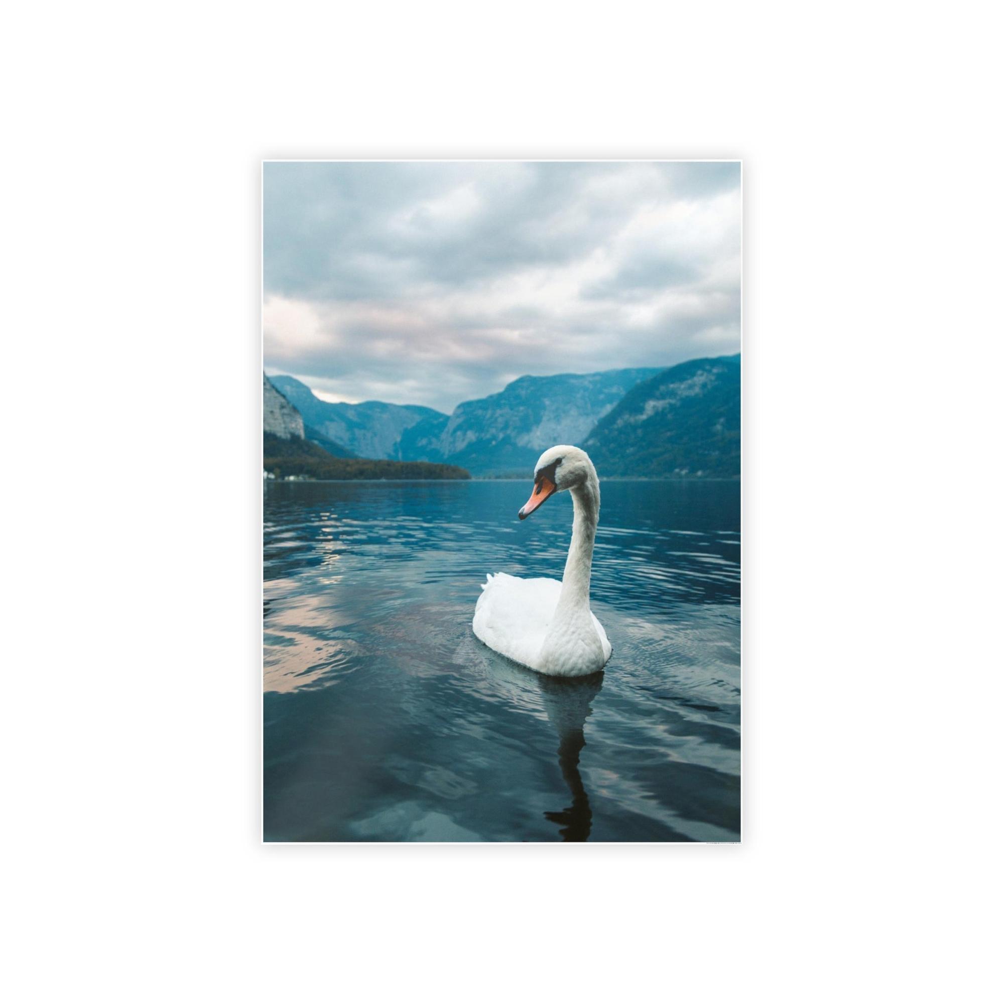 Swans Elegance on the Water: Framed Poster and Print on Canvas Celebrating the Grace of Swan