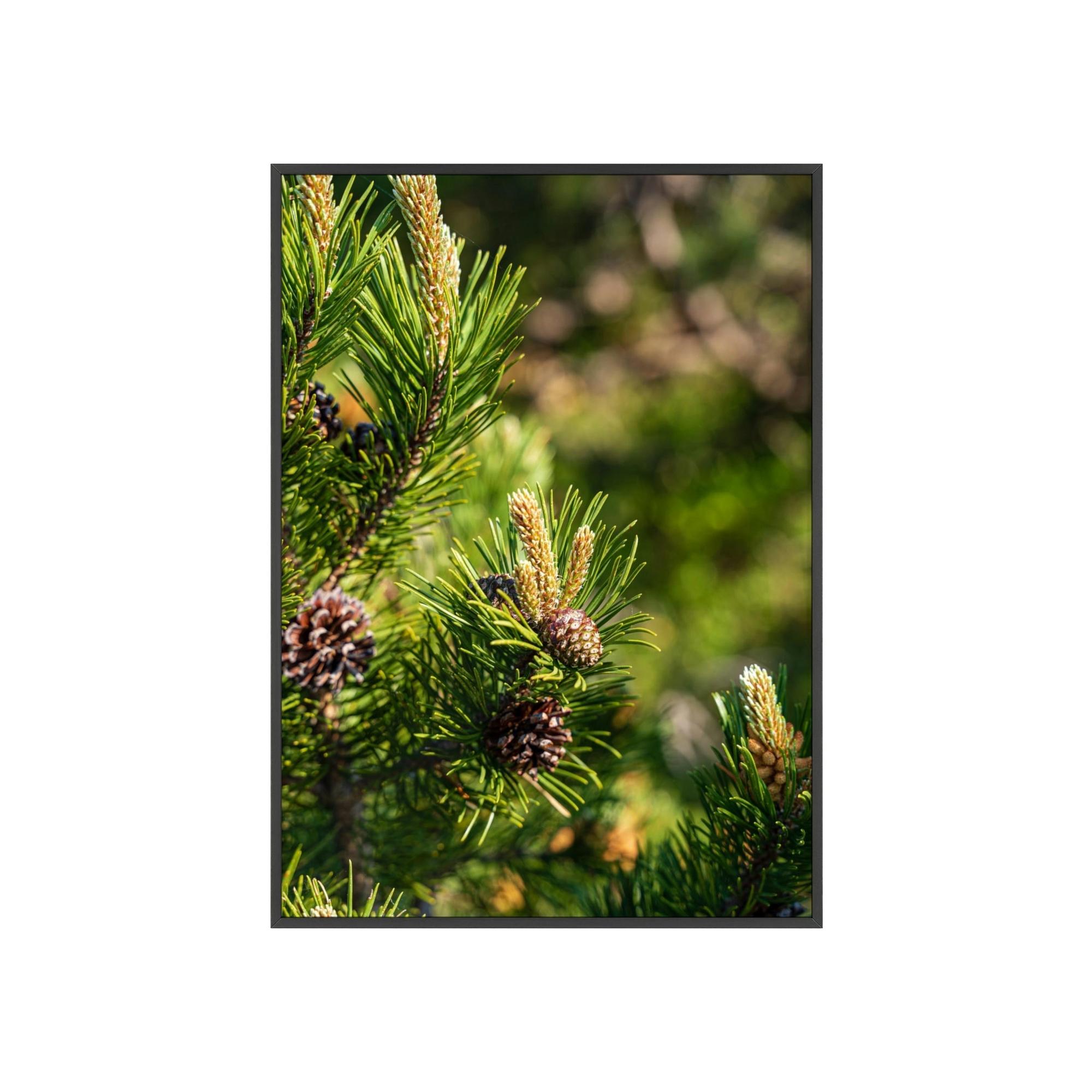 Pine Trees Whispering Pines: A Canvas of Tranquility and Serenity