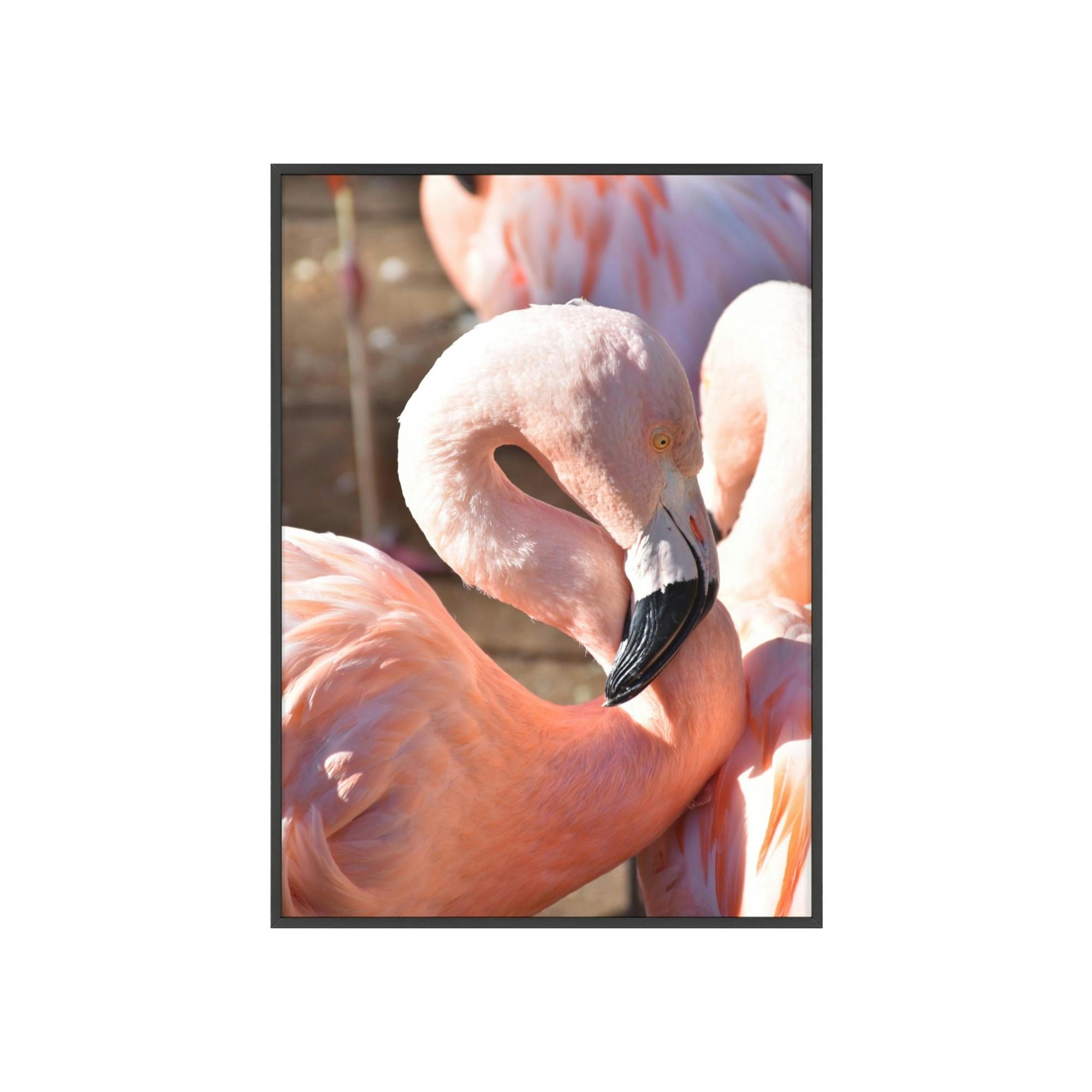 Flamingos Flamingo Reflections: A Canvas of Stillness and Serenity
