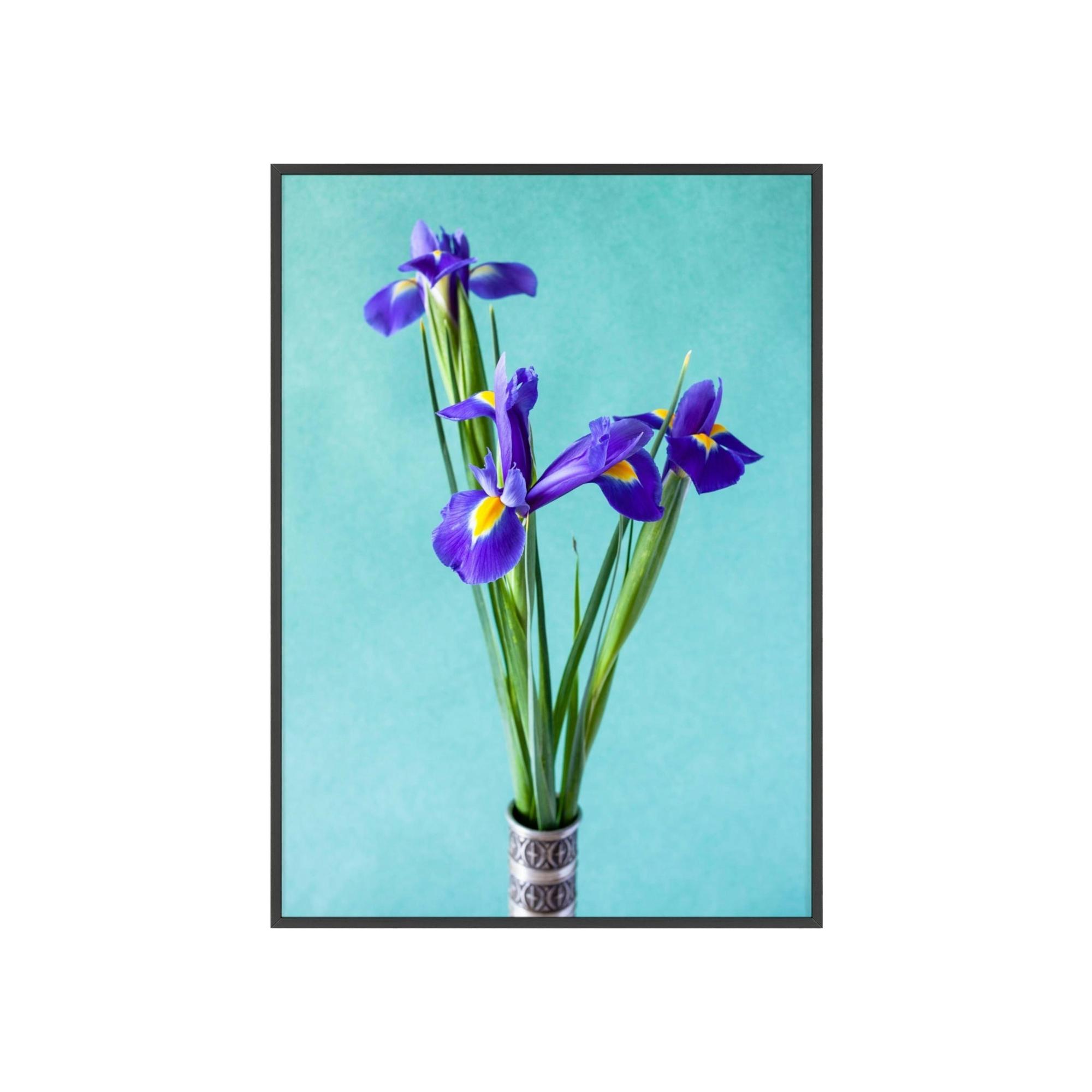 Irises Iris Radiance: A Canvas of Bright and Bold Blossoms