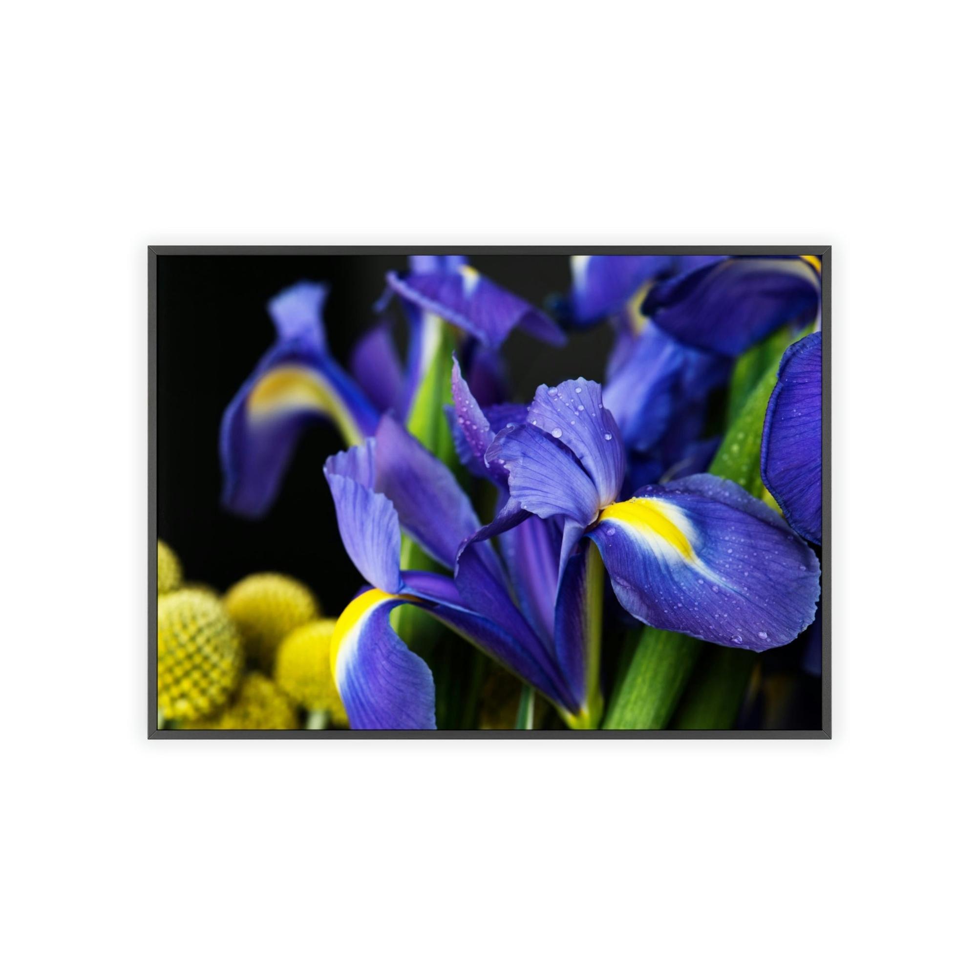 Irises Iris Dreams: A Canvas of Purple and Blue Hues