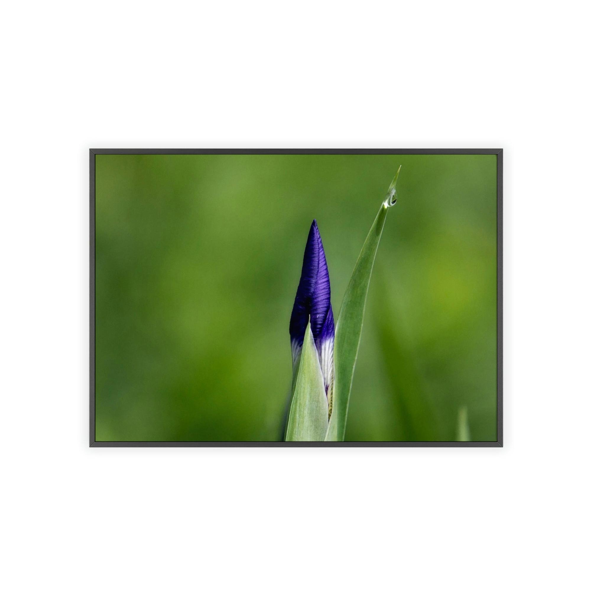 Irises Irise in Bloom: A Canvas of Melodic Petals and Fragrances