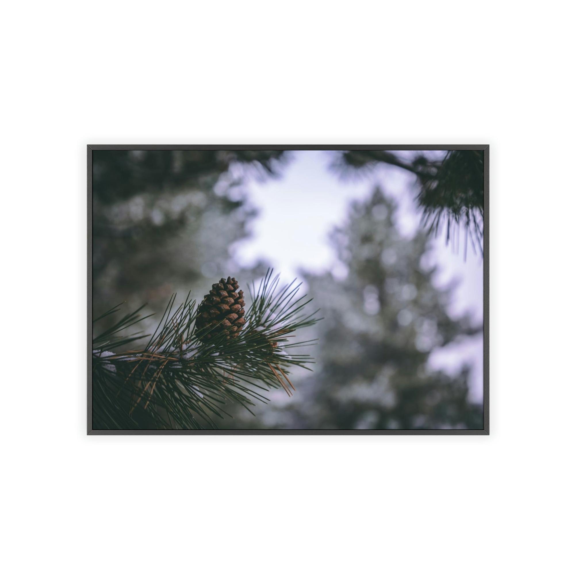Pine Trees Pine Tree Forest: A Canvas of Verdant Growth and Wild Beauty
