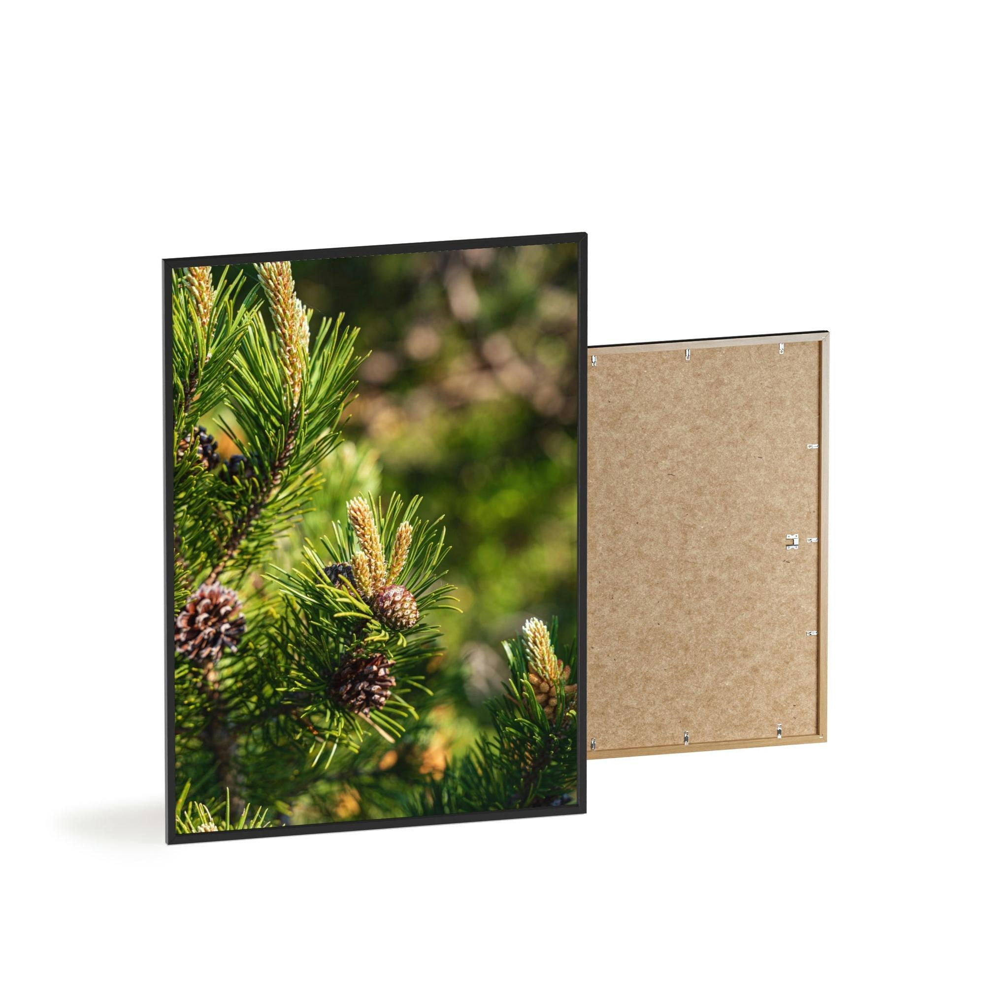 Pine Trees Whispering Pines: A Canvas of Tranquility and Serenity