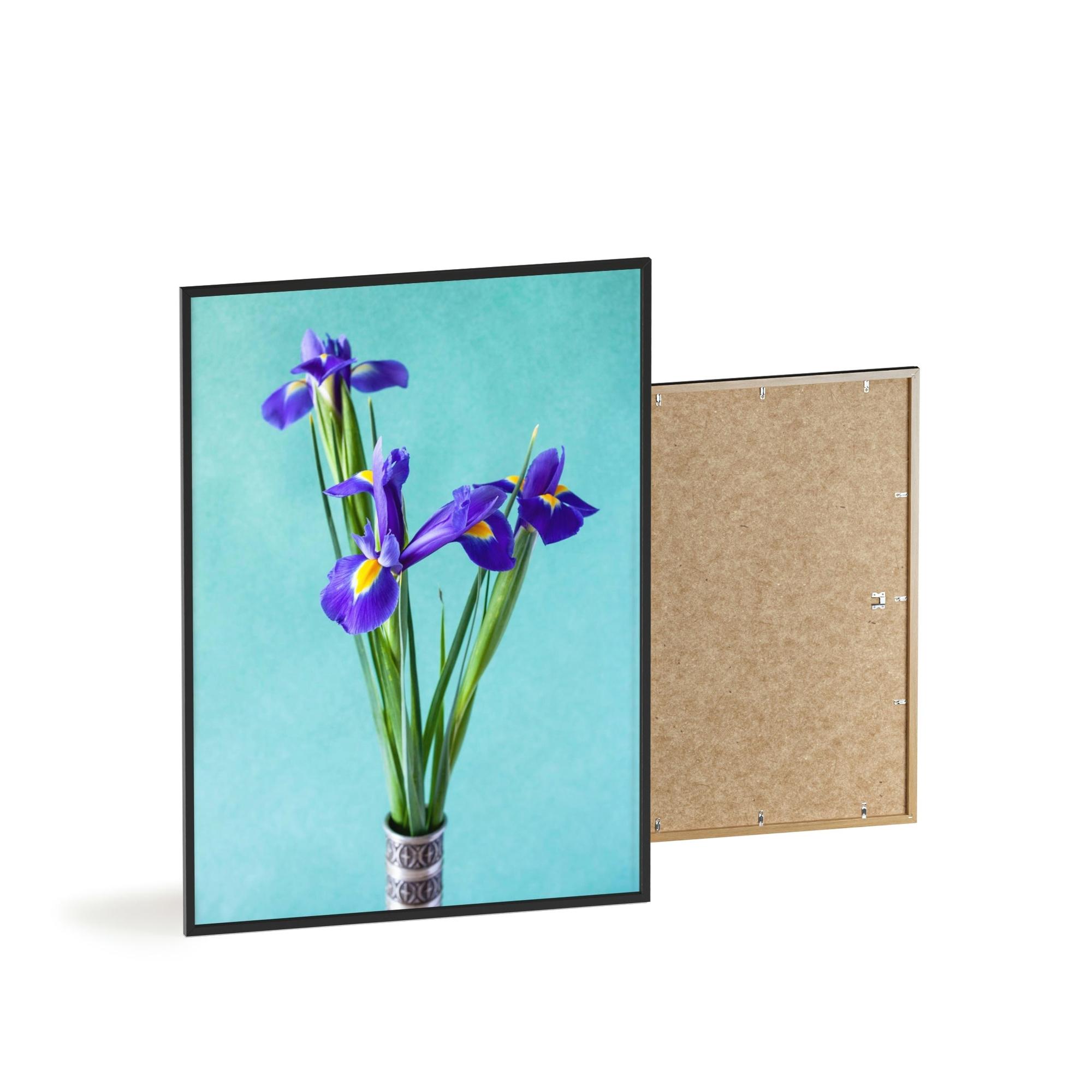 Irises Iris Radiance: A Canvas of Bright and Bold Blossoms