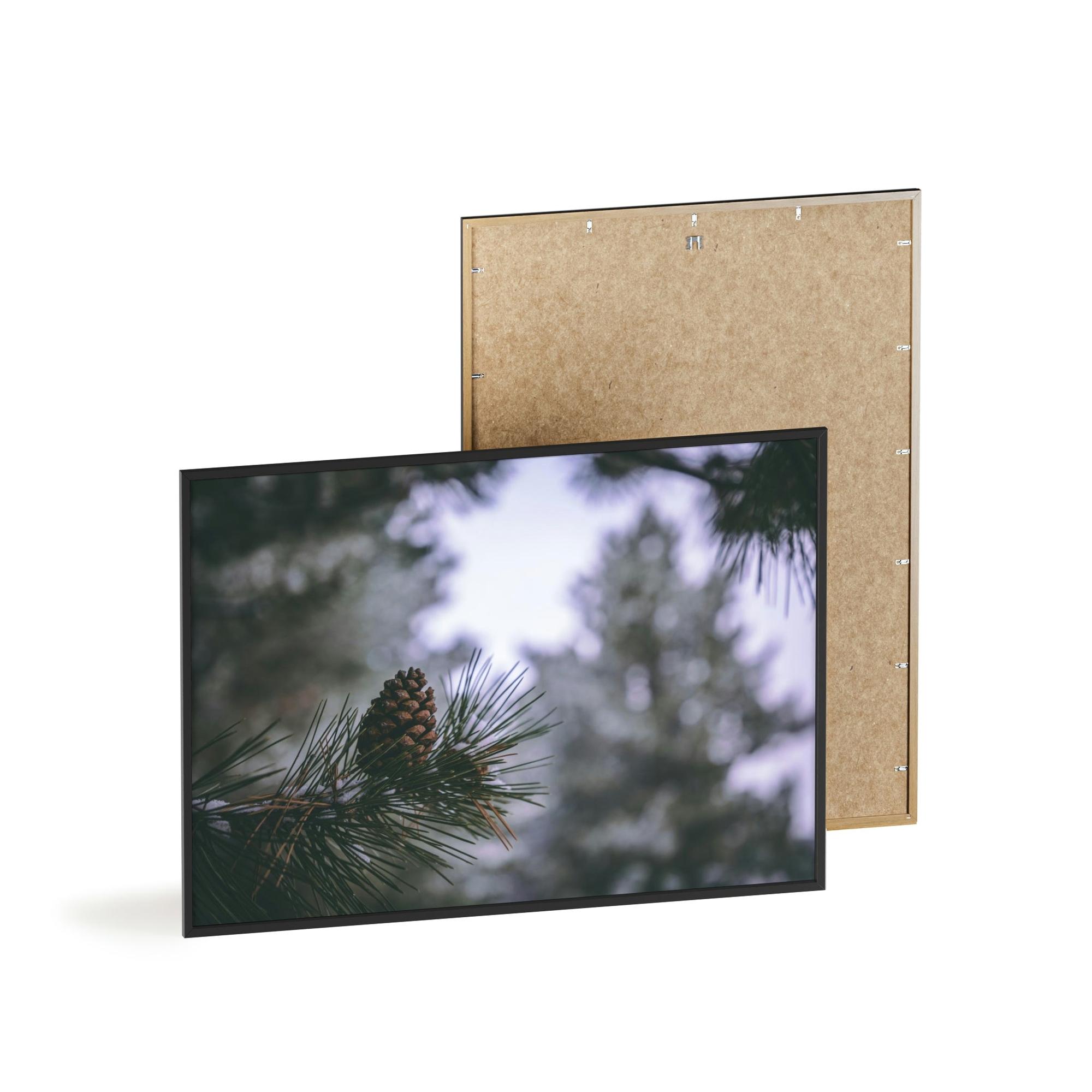 Pine Trees Pine Tree Forest: A Canvas of Verdant Growth and Wild Beauty