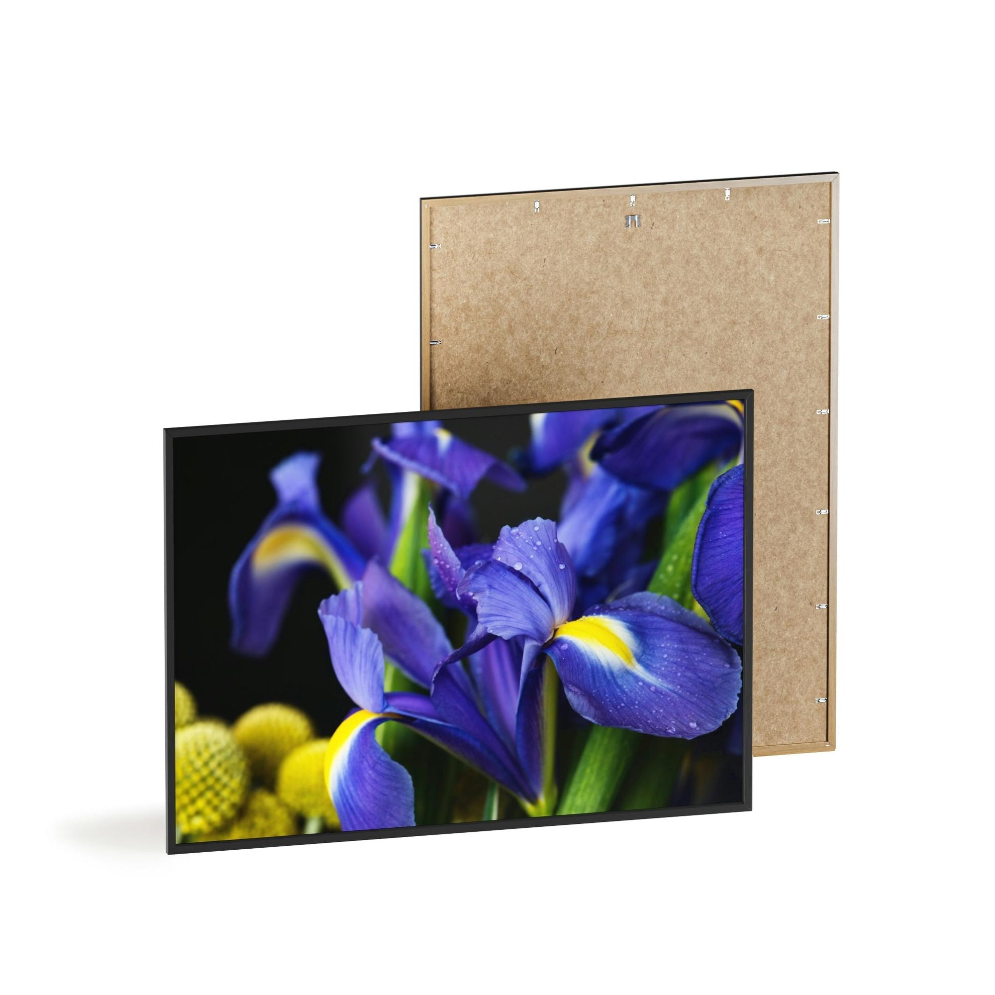 Irises Iris Dreams: A Canvas of Purple and Blue Hues