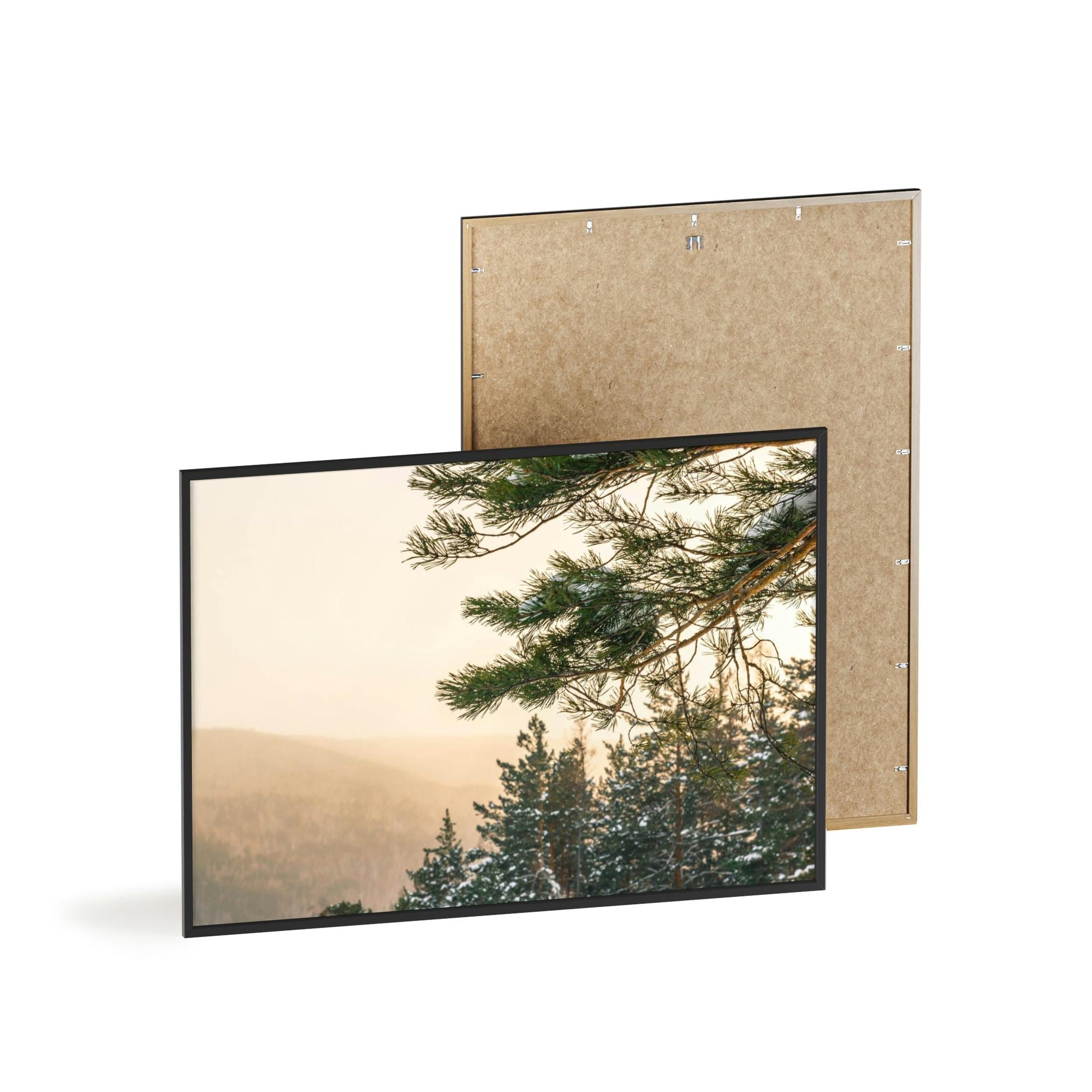 Pine Trees Nature's Pillars: A Canvas of Pine Trees