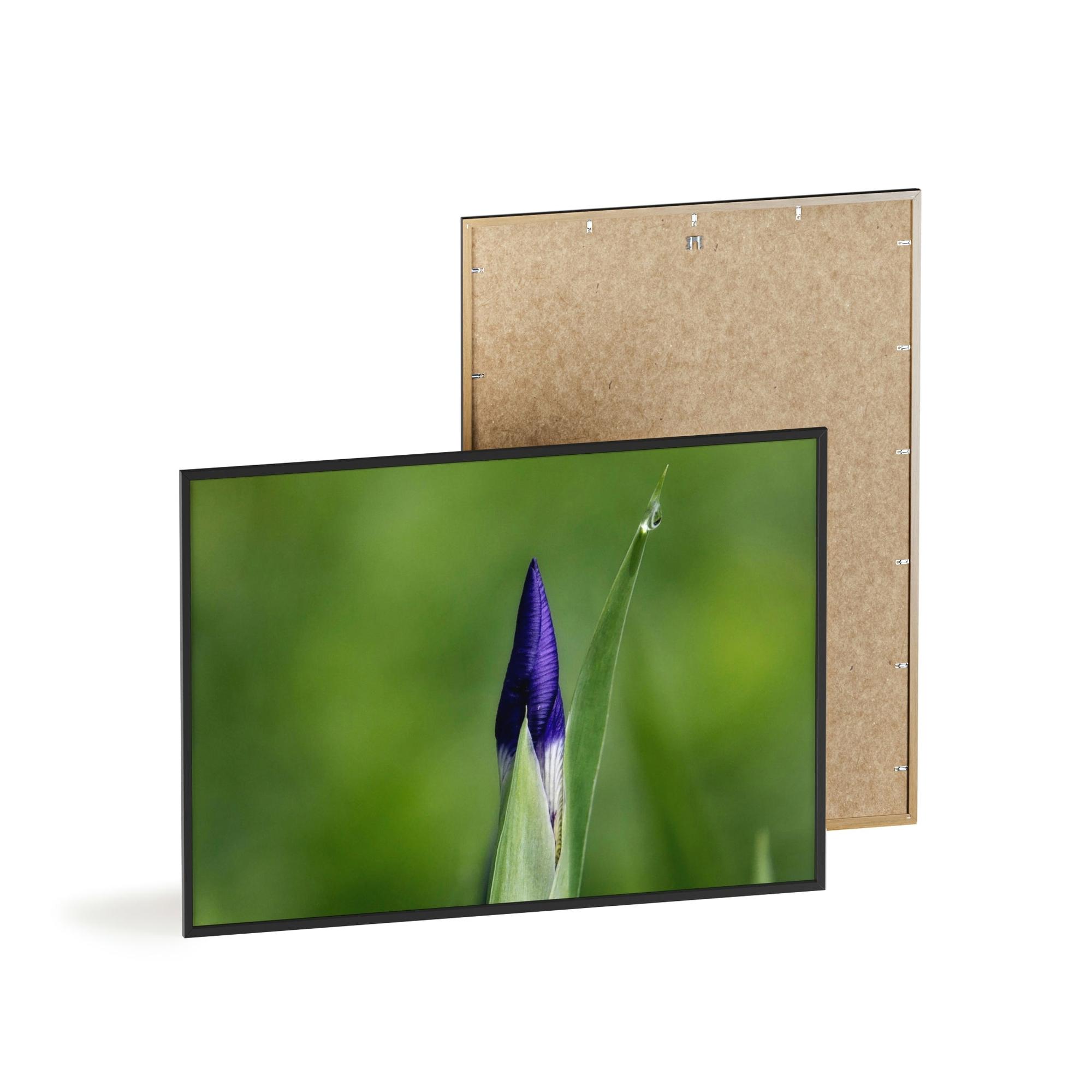 Irises Irise in Bloom: A Canvas of Melodic Petals and Fragrances