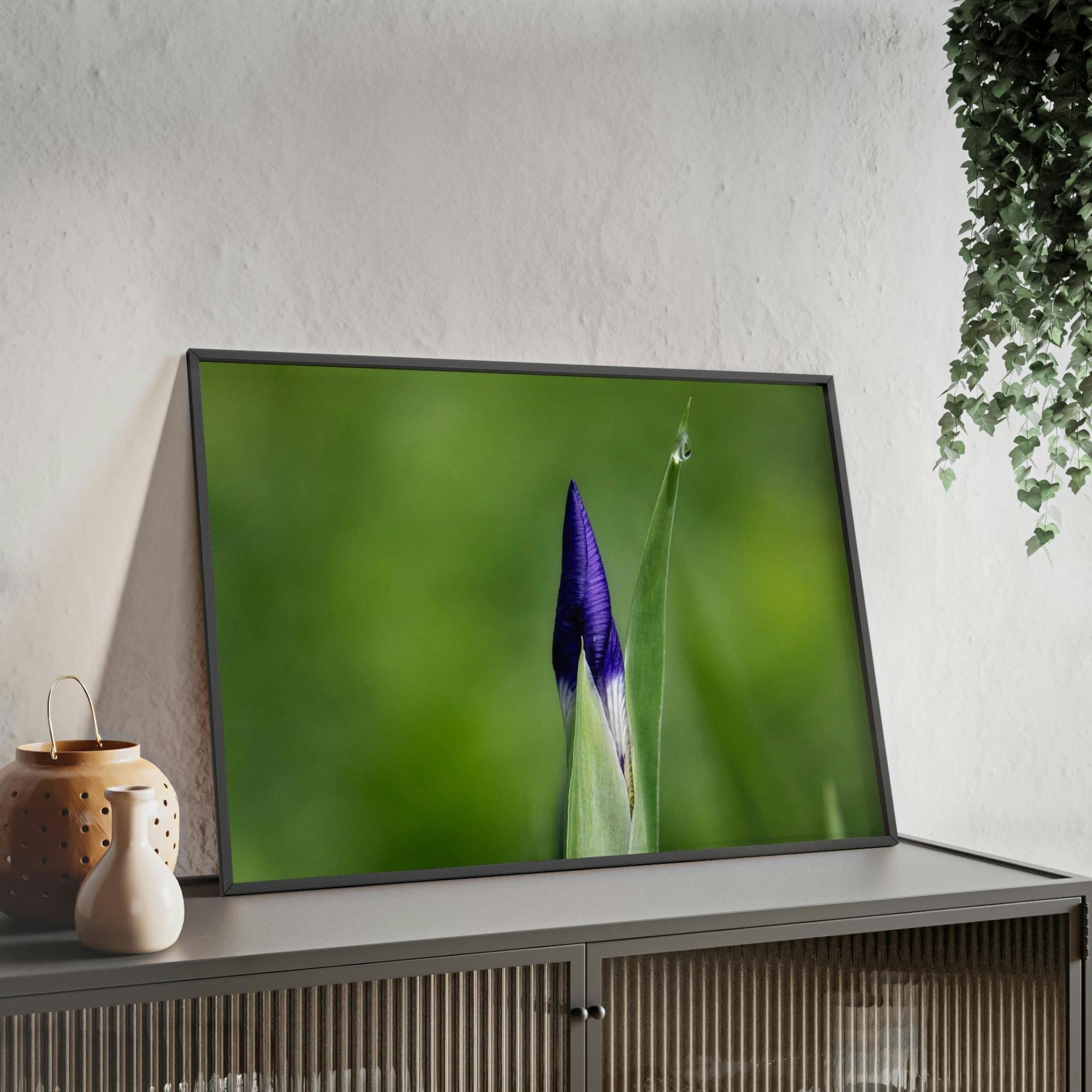 Irises Irise in Bloom: A Canvas of Melodic Petals and Fragrances