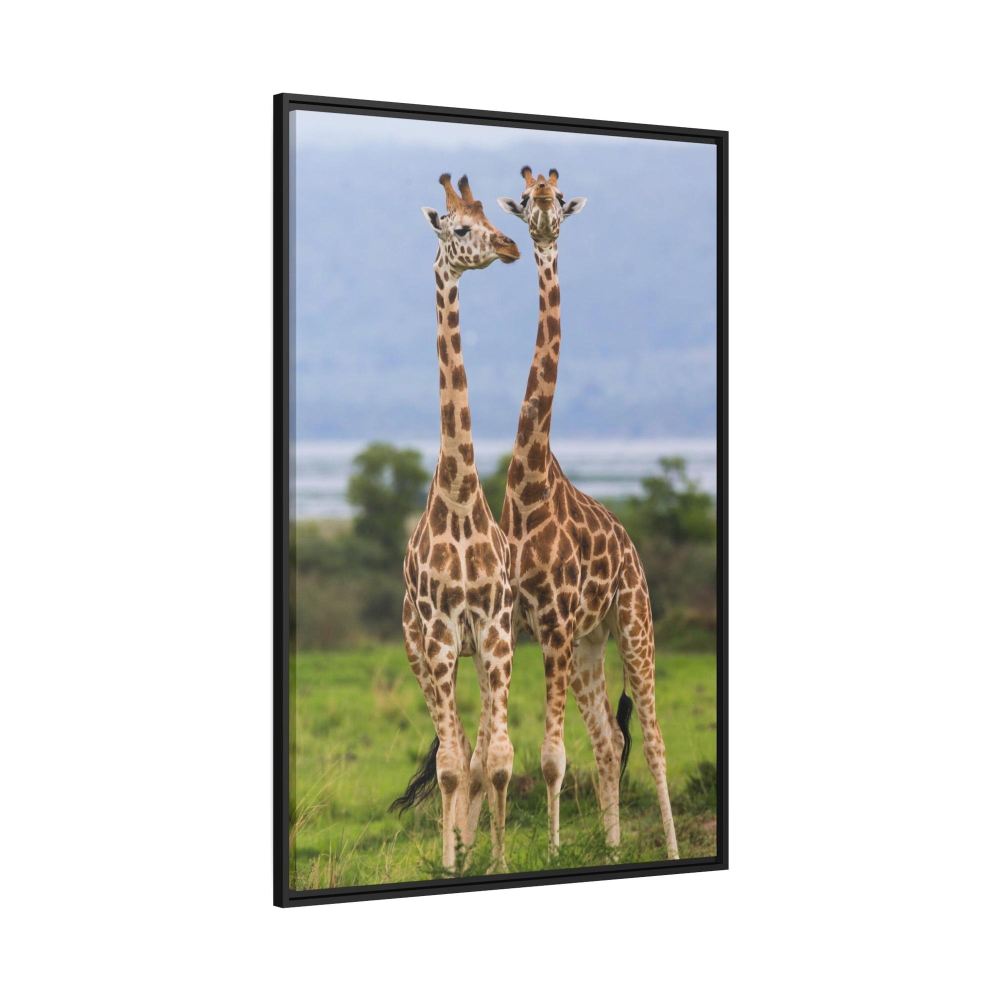 Giraffes Giraffed in Motion: A Stunning Artistic Interpretation on Canvas & Poster