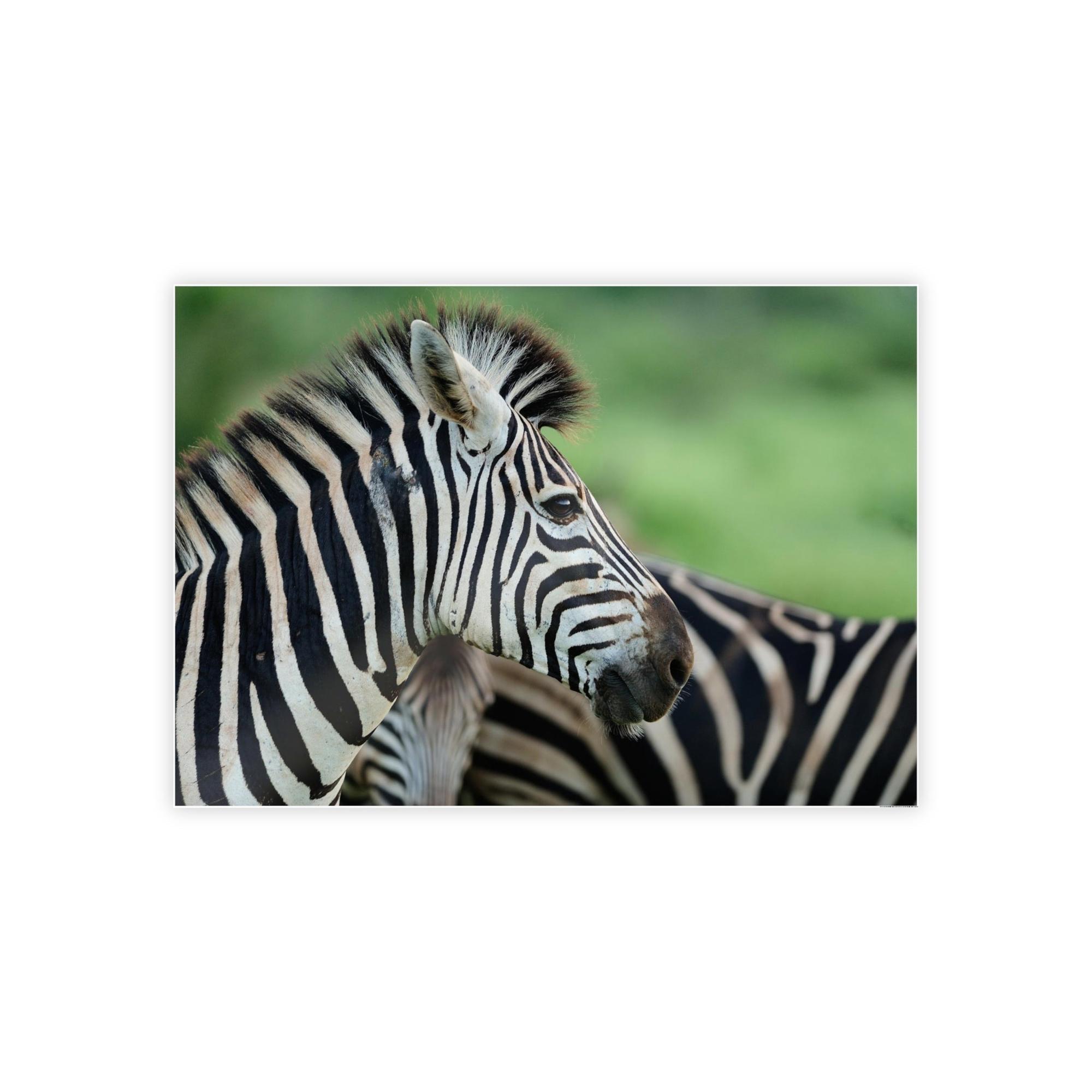 Zebras In the Wild: Zebra Canvas & Poster Print for a Natural Look