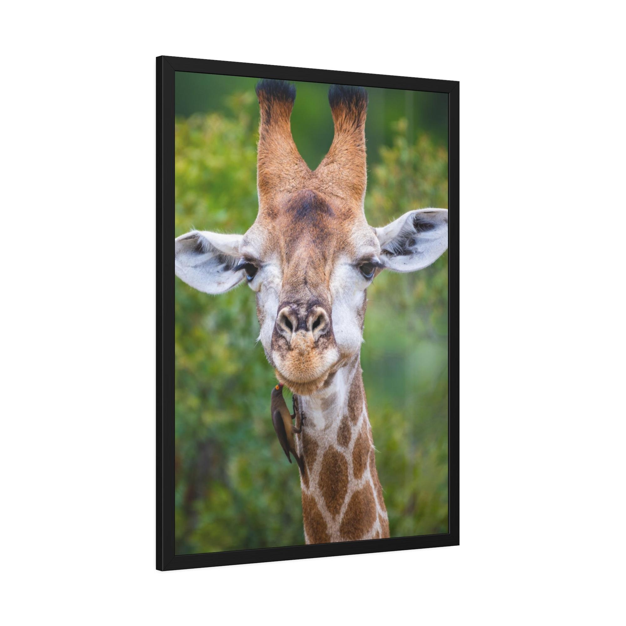 Giraffes Nature's Masterpiece: A Gorgeous Giraffe on Canvas & Poster